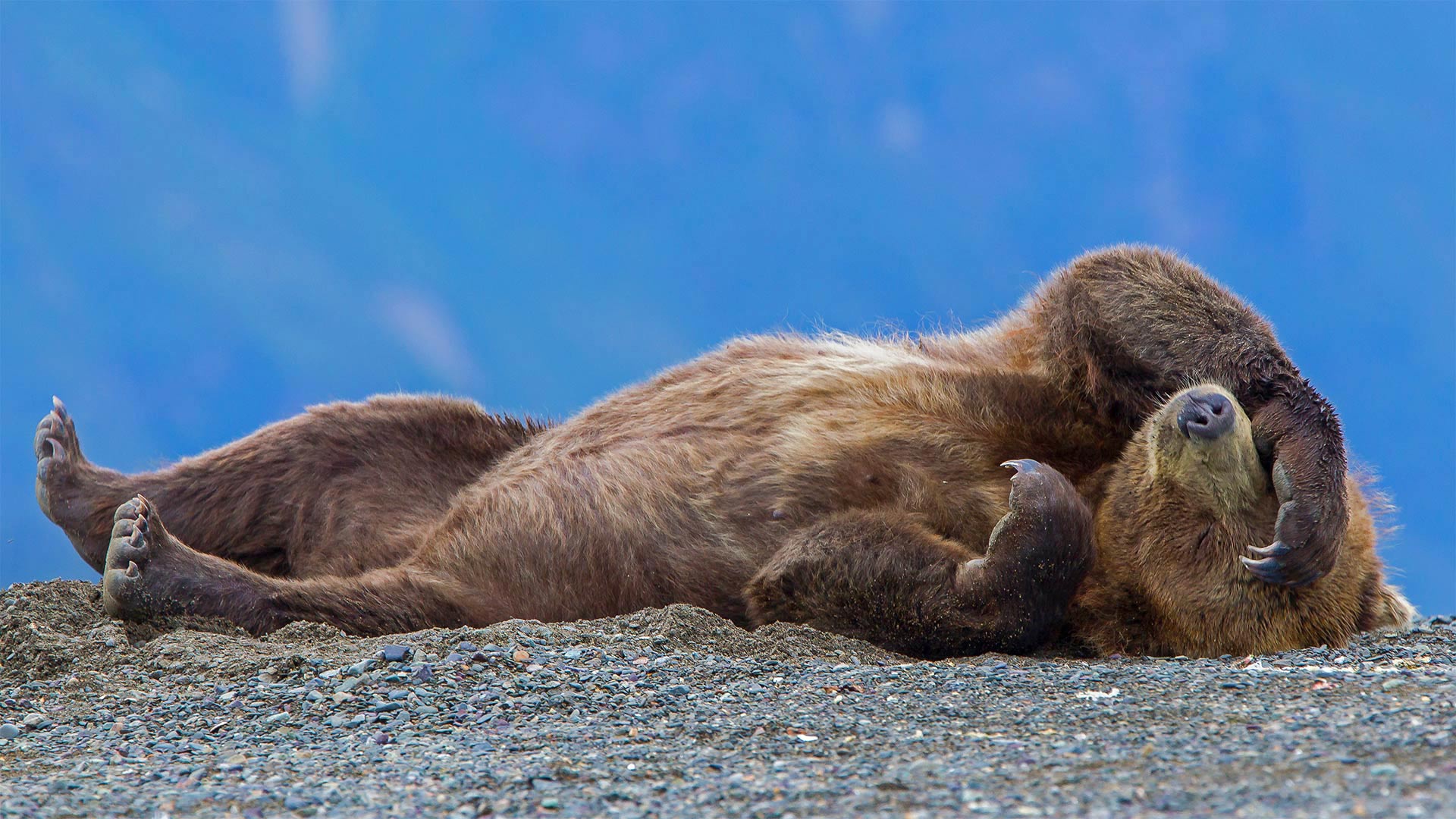 479035 Hintergrundbild herunterladen tiere, grizzlybär, grizzly, bären - Bildschirmschoner und Bilder kostenlos
