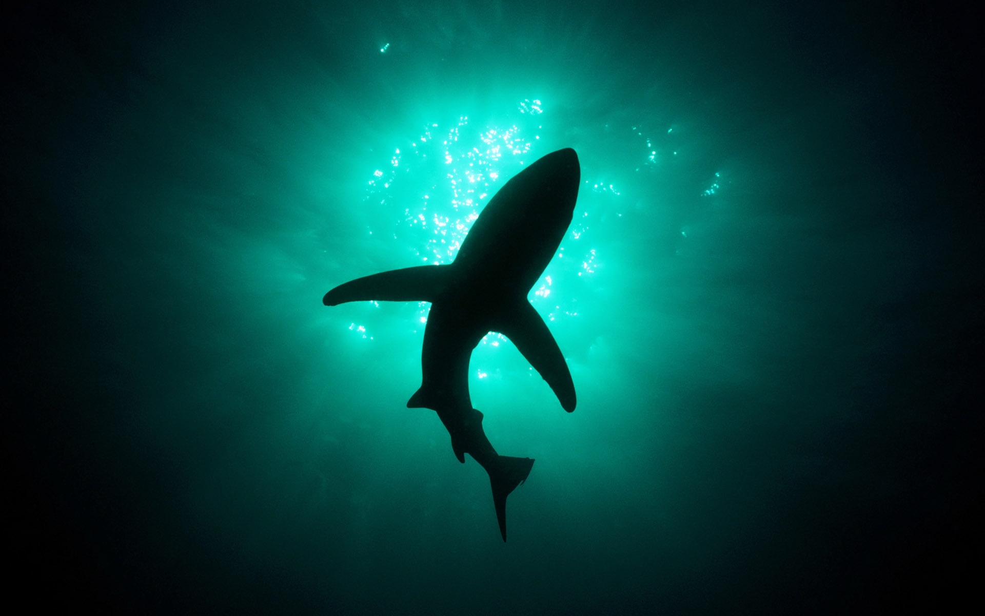 36229 Hintergrundbild herunterladen sharks, tiere, fische, türkis - Bildschirmschoner und Bilder kostenlos