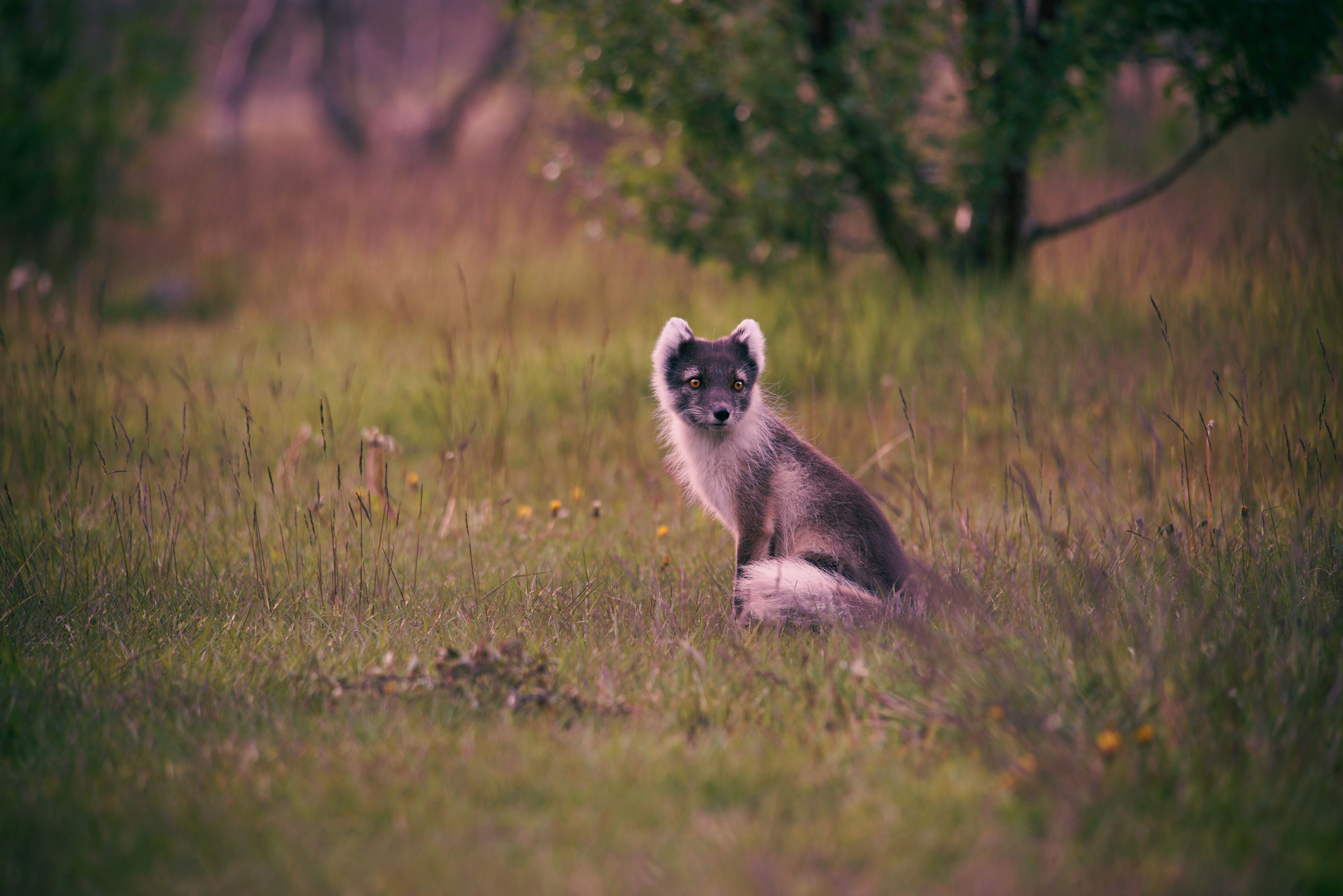 animals, grass, is sitting, sits, arctic fox, polar fox