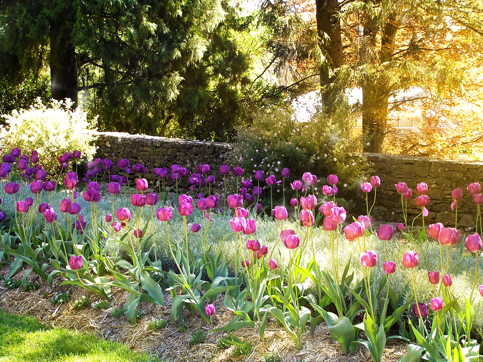 garden, tulip, bright, flowers, sunny, earth, field, flower, sparkles, sunset, tree 4K