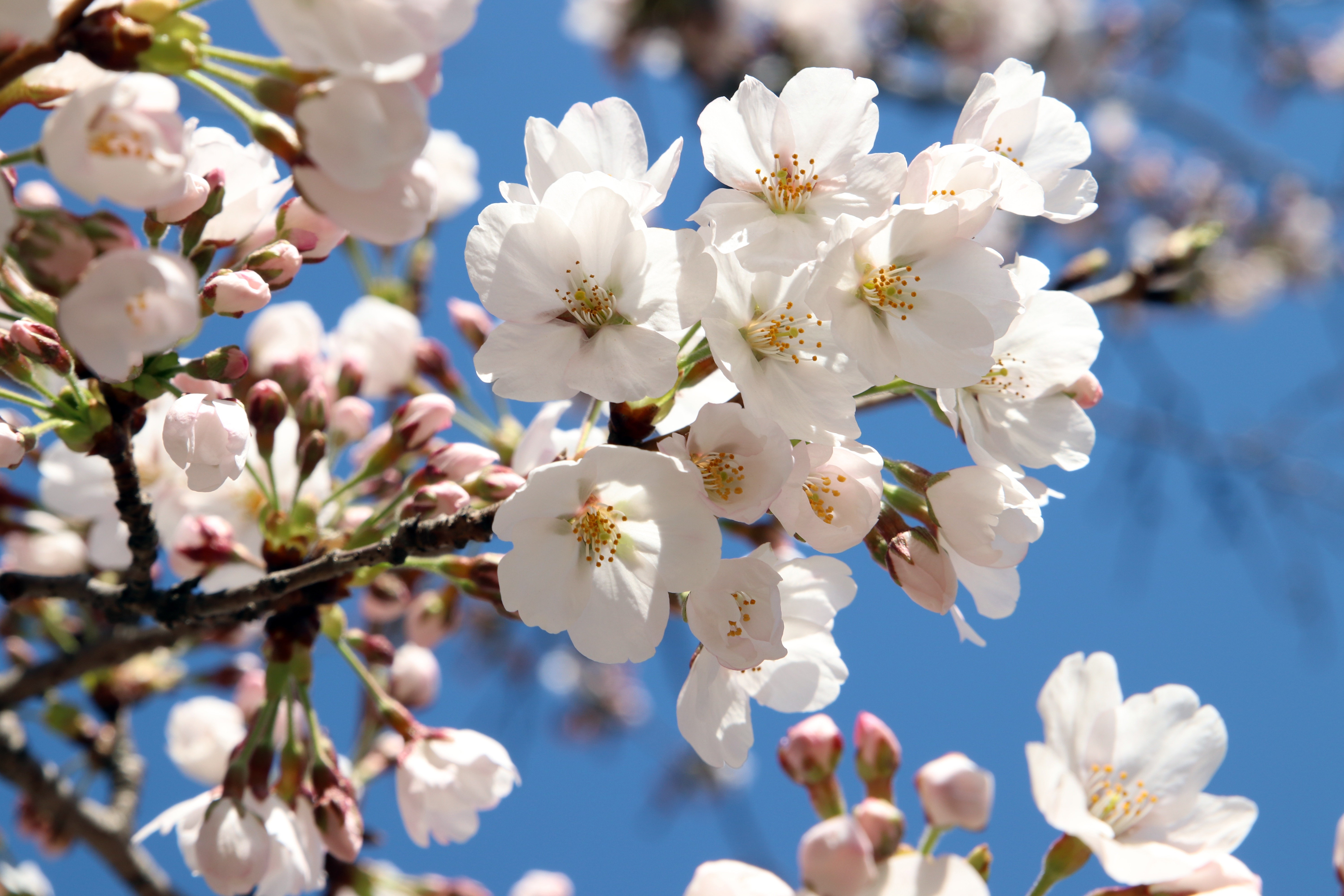 Цветы Сакуры на белом фоне