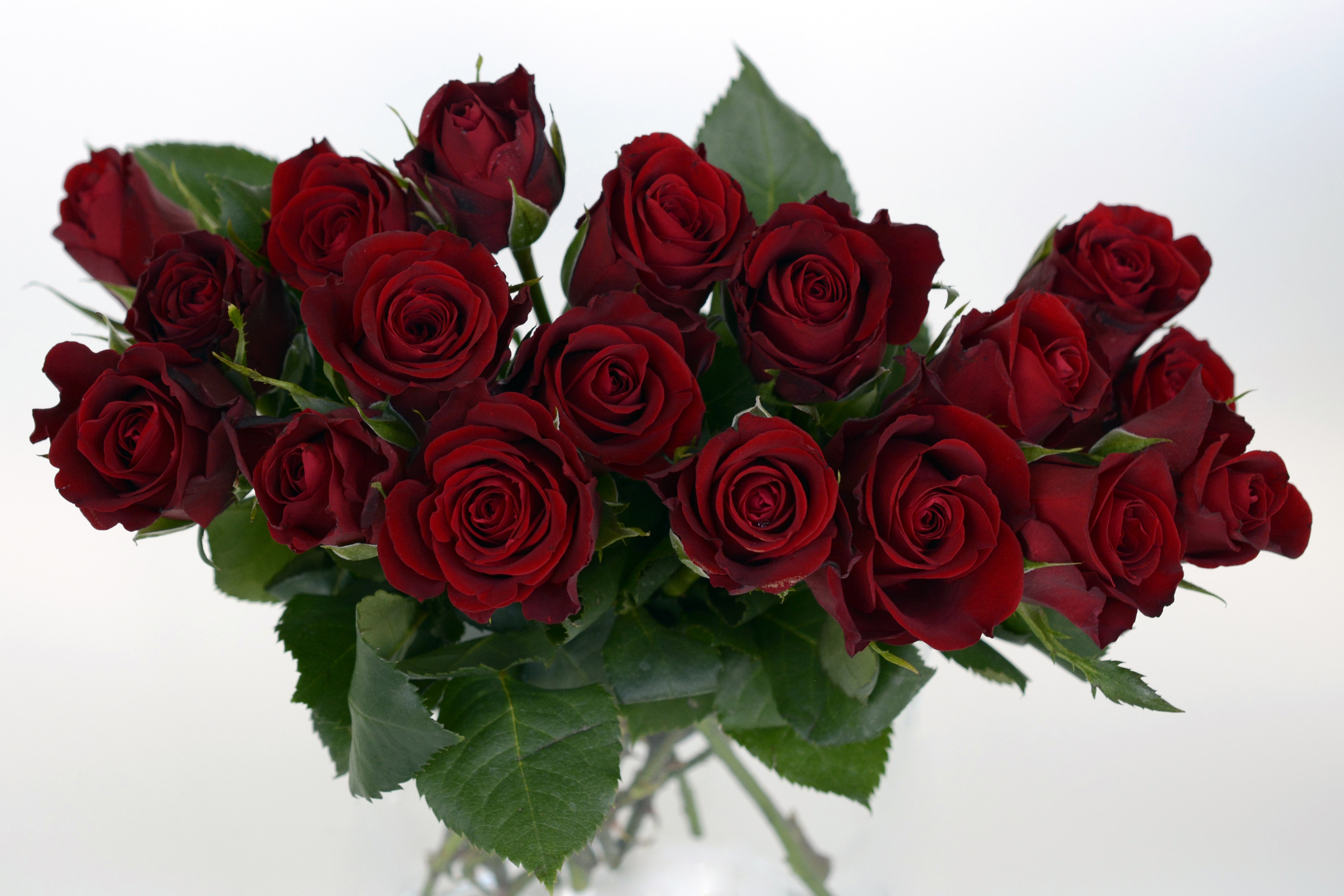 Букет «бордовая роза»