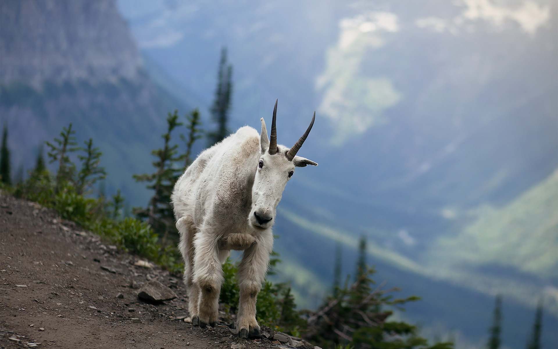 animal, mountain goat 32K