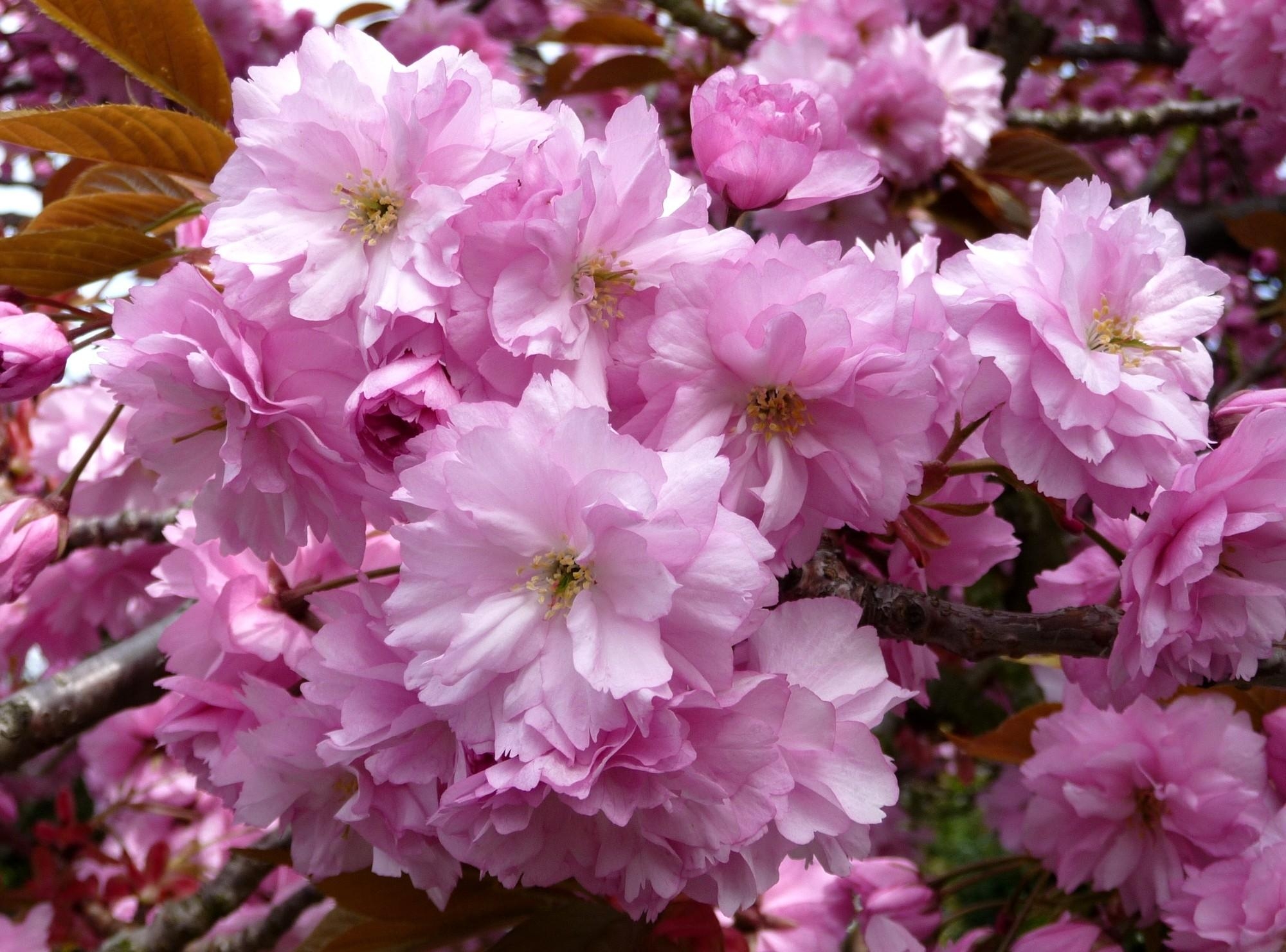 77272 скачать обои цветение, сакура, весна, цветы, ветки, крупный план, розовая - заставки и картинки бесплатно