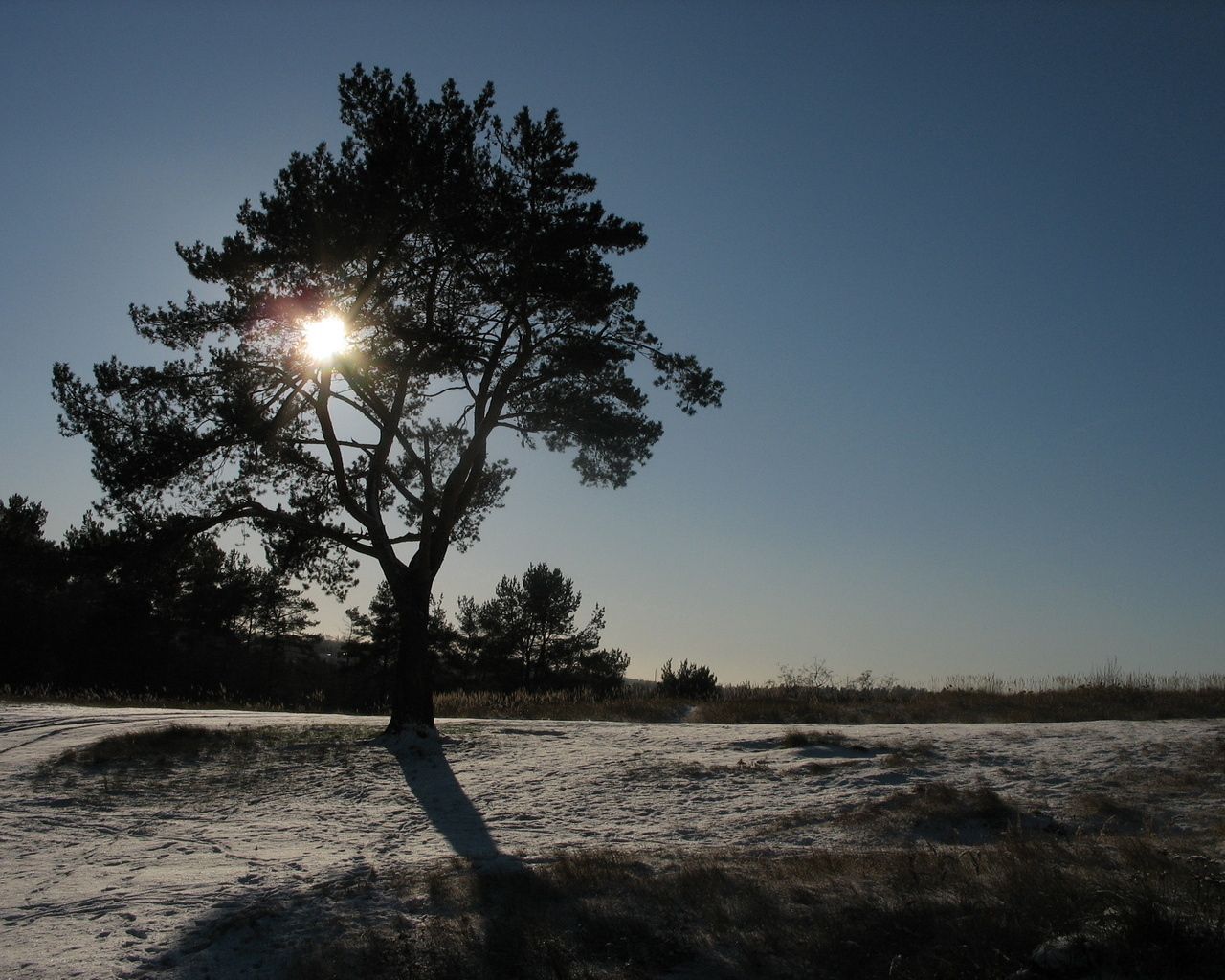day, nature, sun, snow, shine, light, wood, beams, rays, tree, crown, krone Phone Background