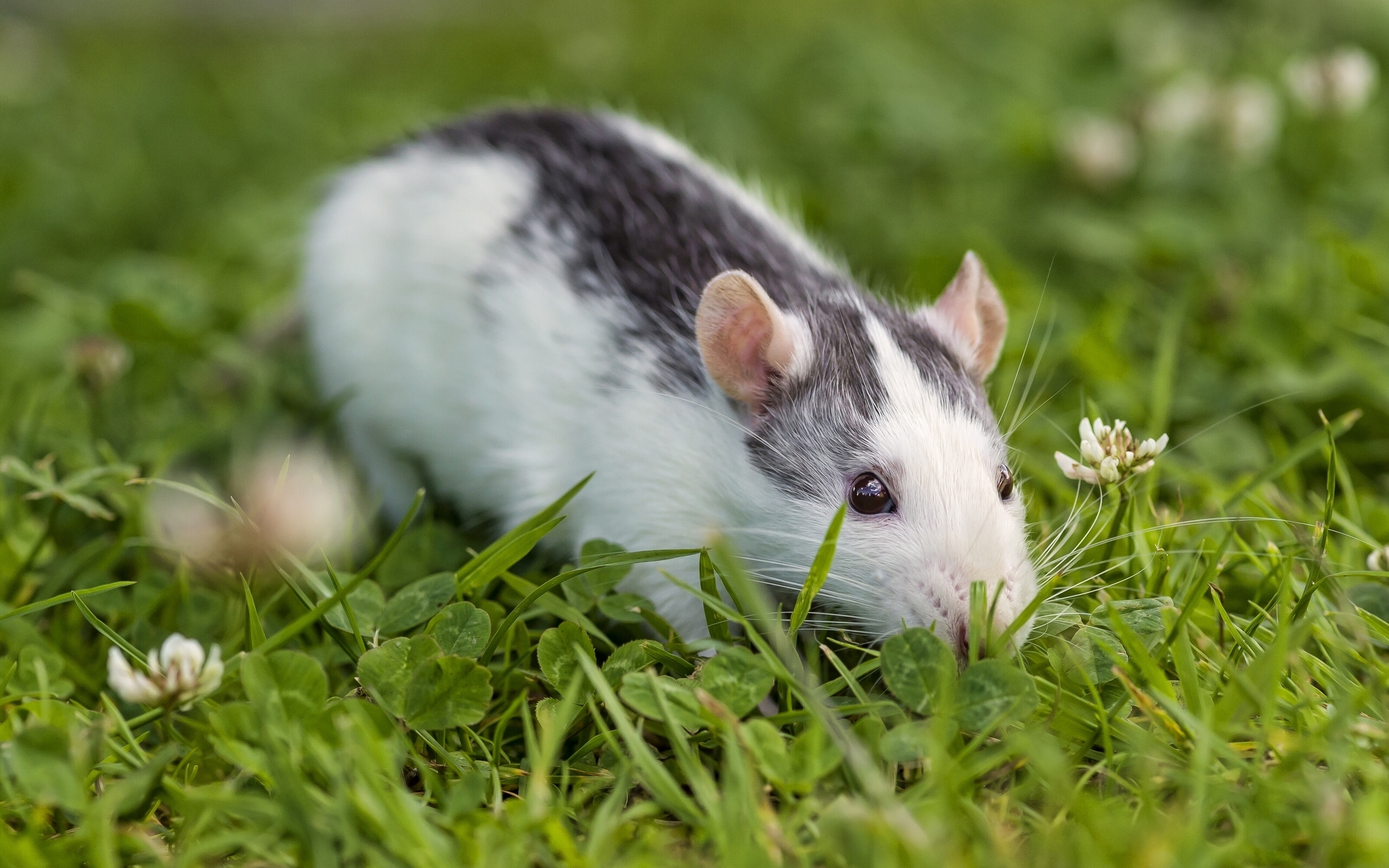 Download mobile wallpaper Rat, Rodent, Grass, Animals, Clover, Eyes for free.