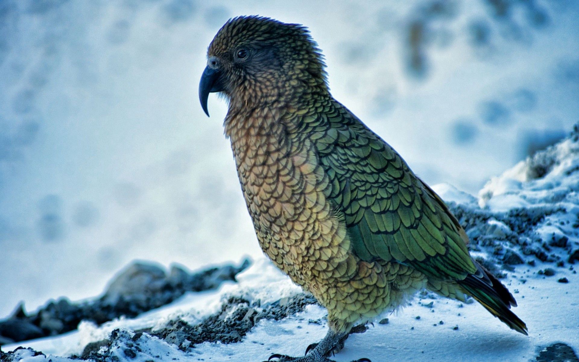 102979 descargar imagen animales, loros, nieve, pájaro: fondos de pantalla y protectores de pantalla gratis