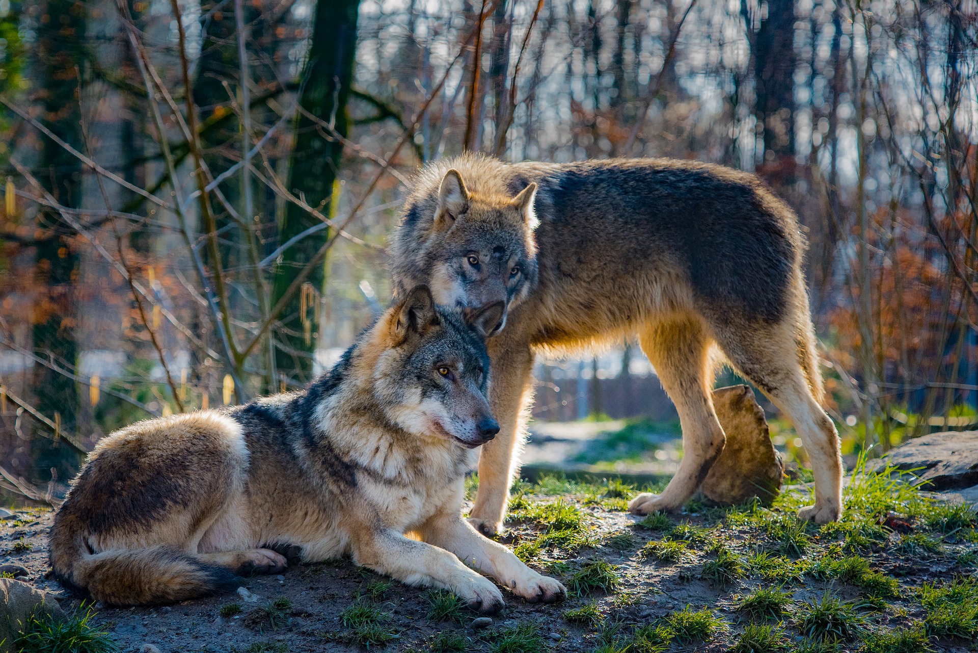 Волки пара