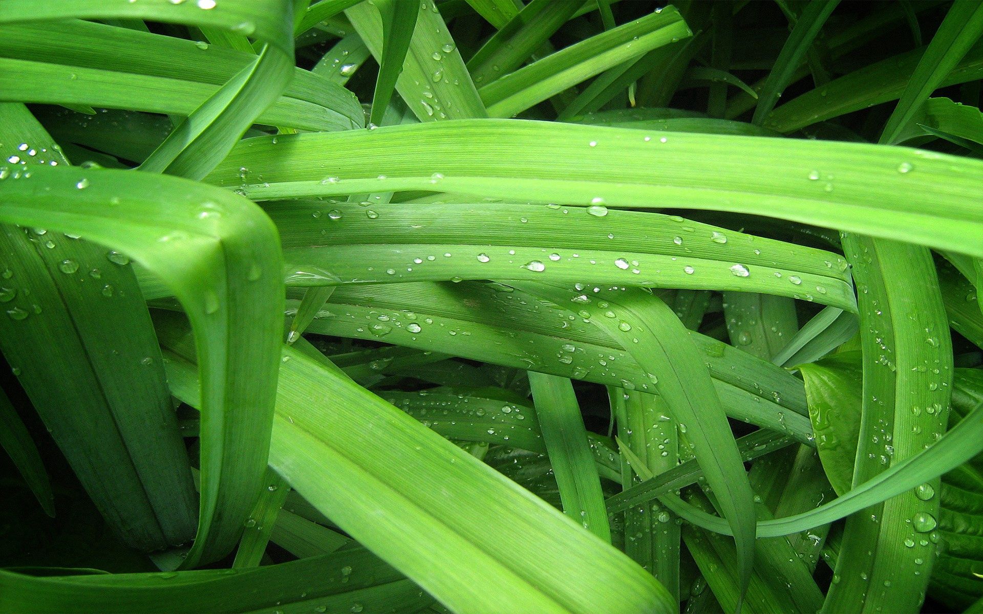Download mobile wallpaper Greens, Grass, Drops, Macro, Background for free.