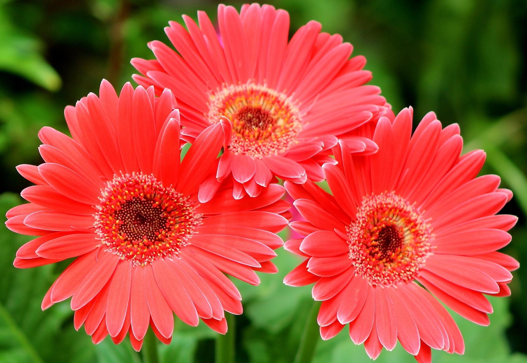 Laden Sie das Gerbera, Drei, Nahaufnahme, Nahansicht, Blumen-Bild kostenlos auf Ihren PC-Desktop herunter