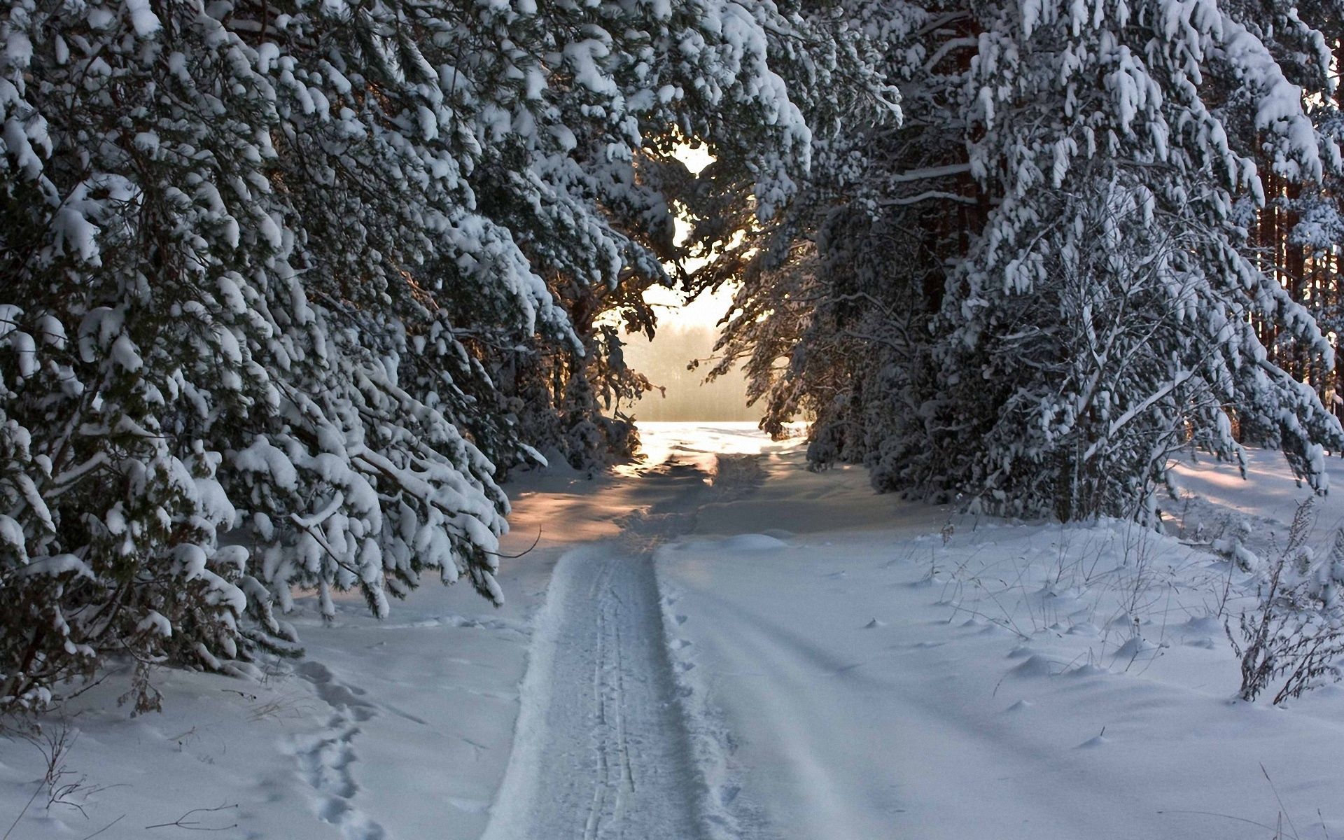 ski, trail, nature, winter, trees, snow, path, snow covered, snowy, piste, robe, garb Full HD