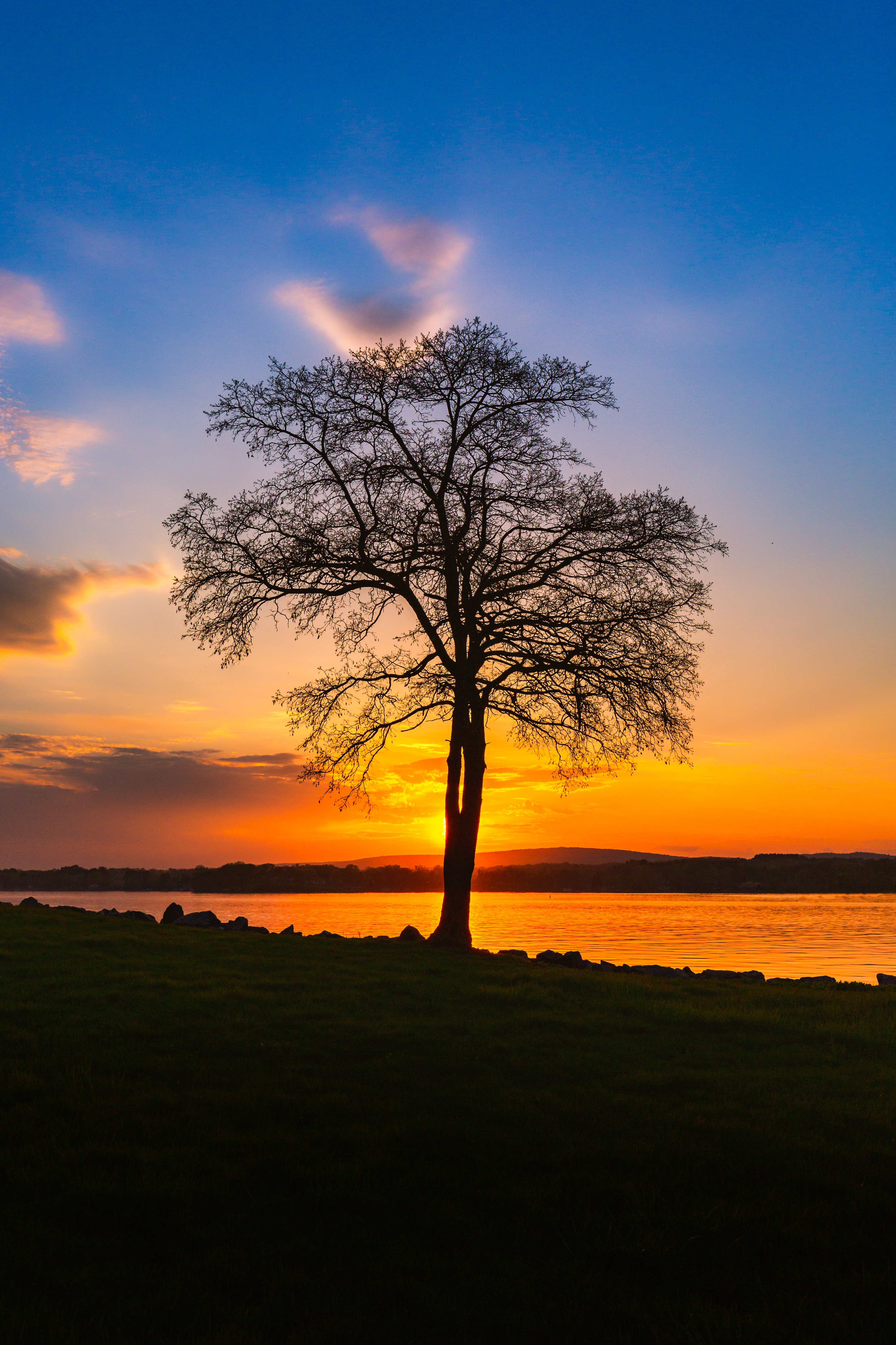 sunset, nature, wood, landscape, lake, bank, shore, tree, evening phone background