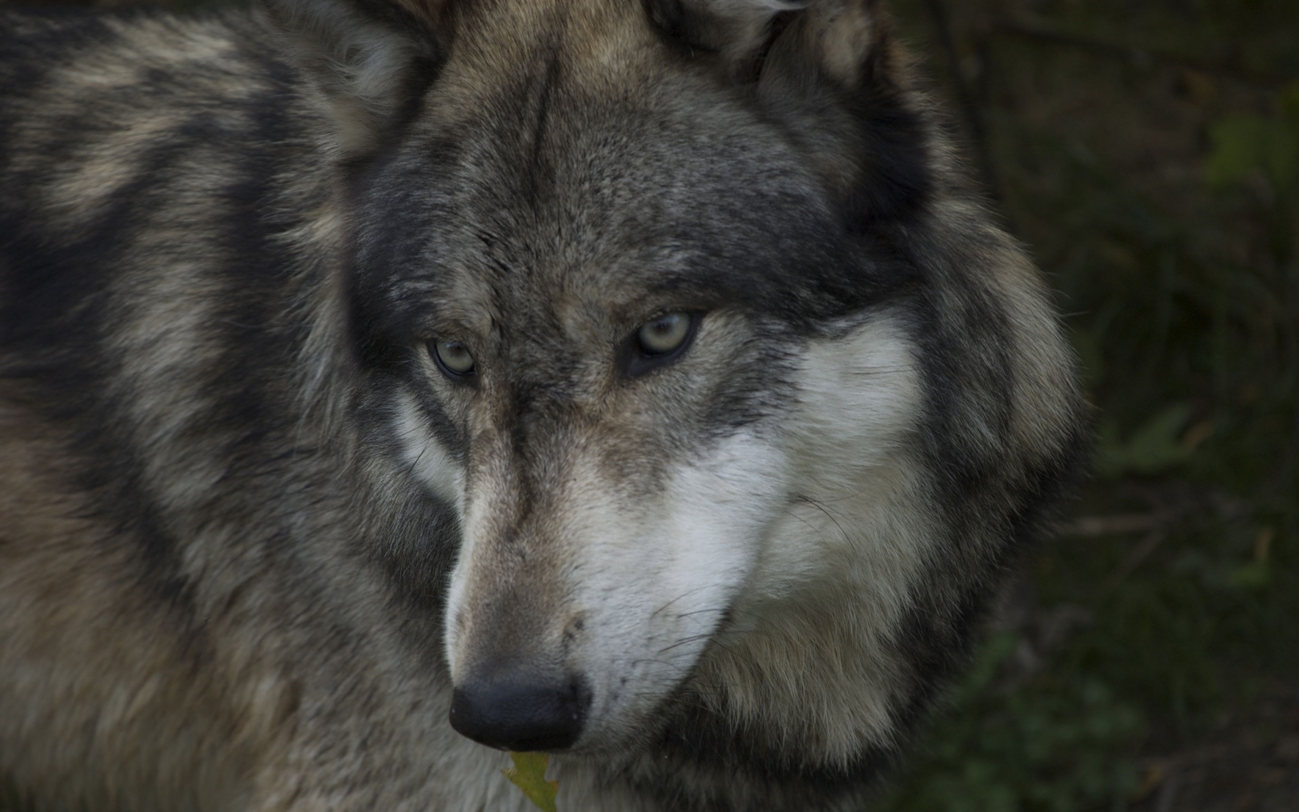 3231 Hintergrundbild herunterladen wölfe, tiere - Bildschirmschoner und Bilder kostenlos
