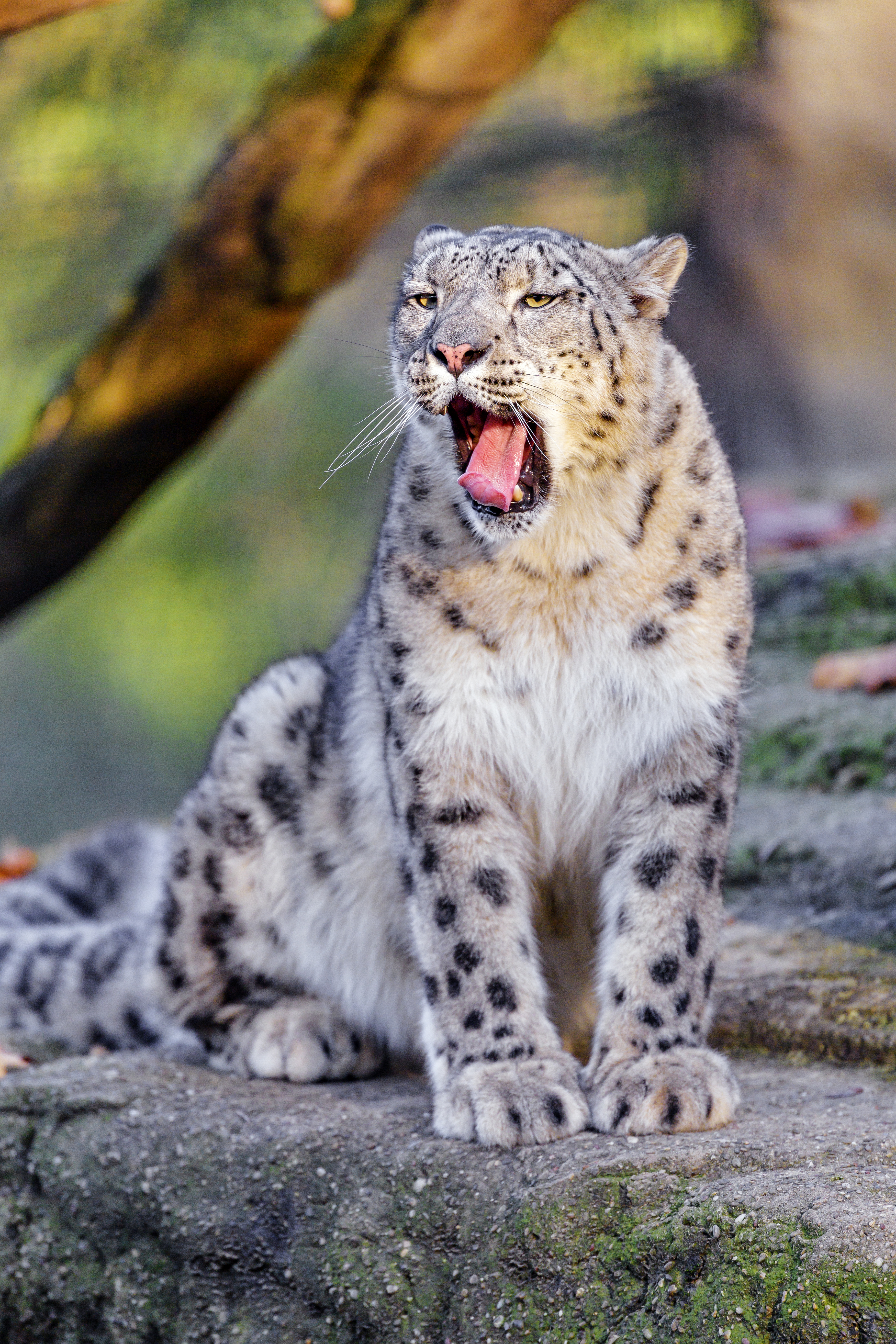 snow leopard, animals, funny, animal, protruding tongue, tongue stuck out, zev, throat for android
