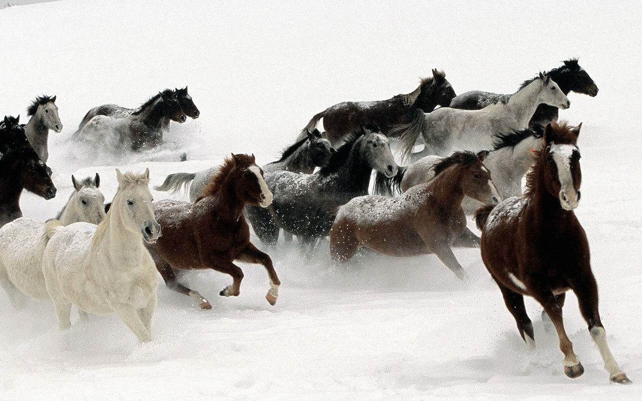 Download mobile wallpaper Winter, Animals, Horses for free.