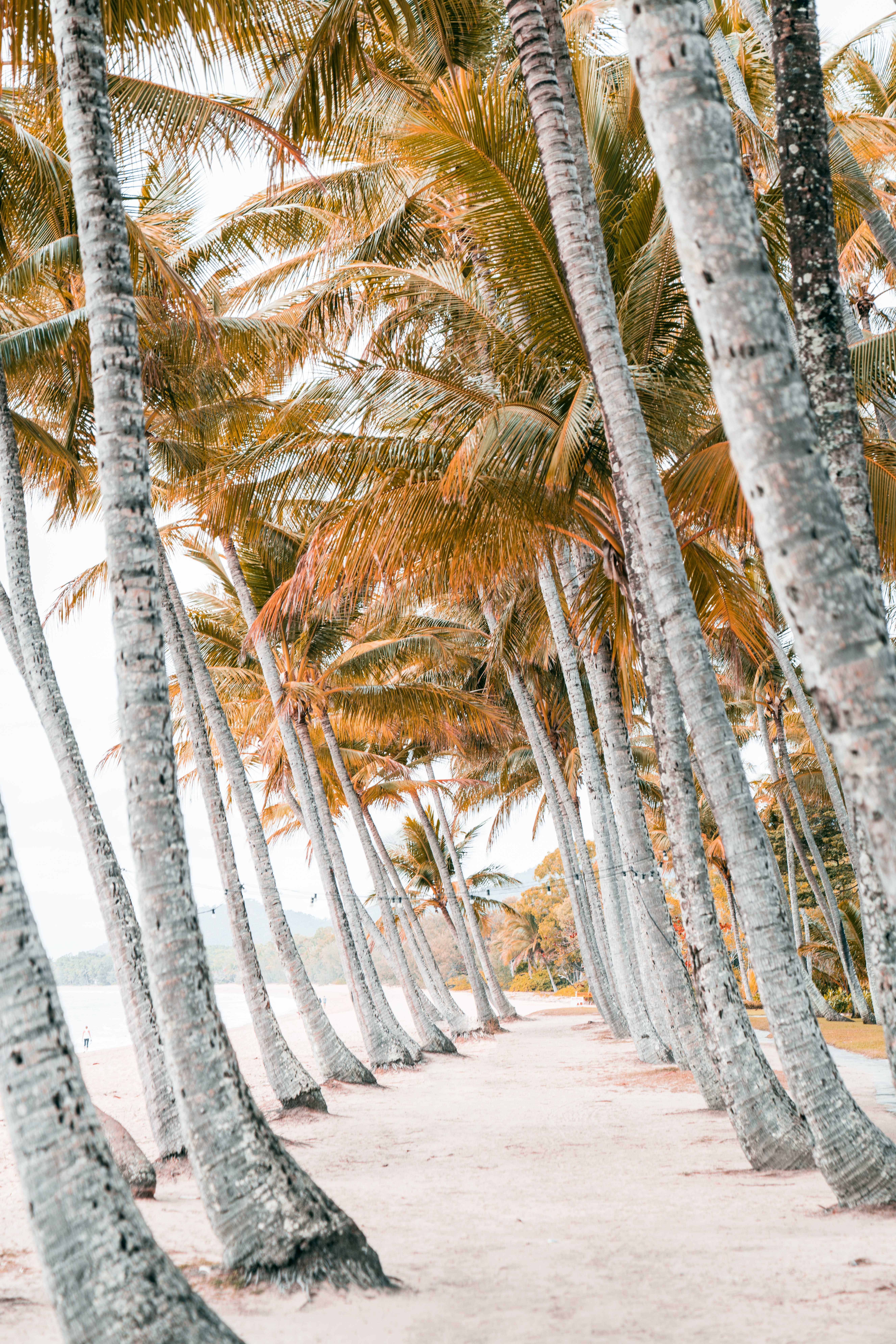 Download mobile wallpaper Beach, Trees, Sand, Nature, Palms, Tropics for free.
