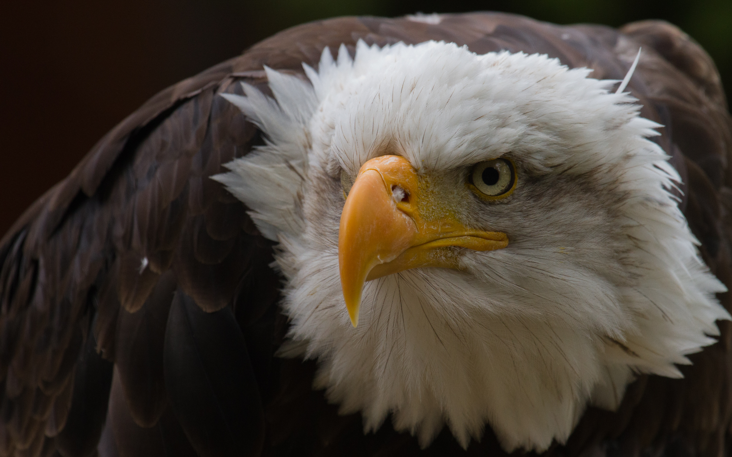 Download mobile wallpaper Bald Eagle, Bird, Birds, Animal for free.