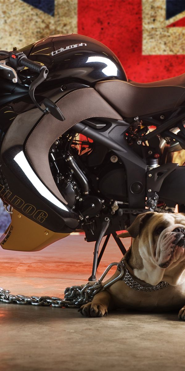 Triumph Speed Triple Bulldog