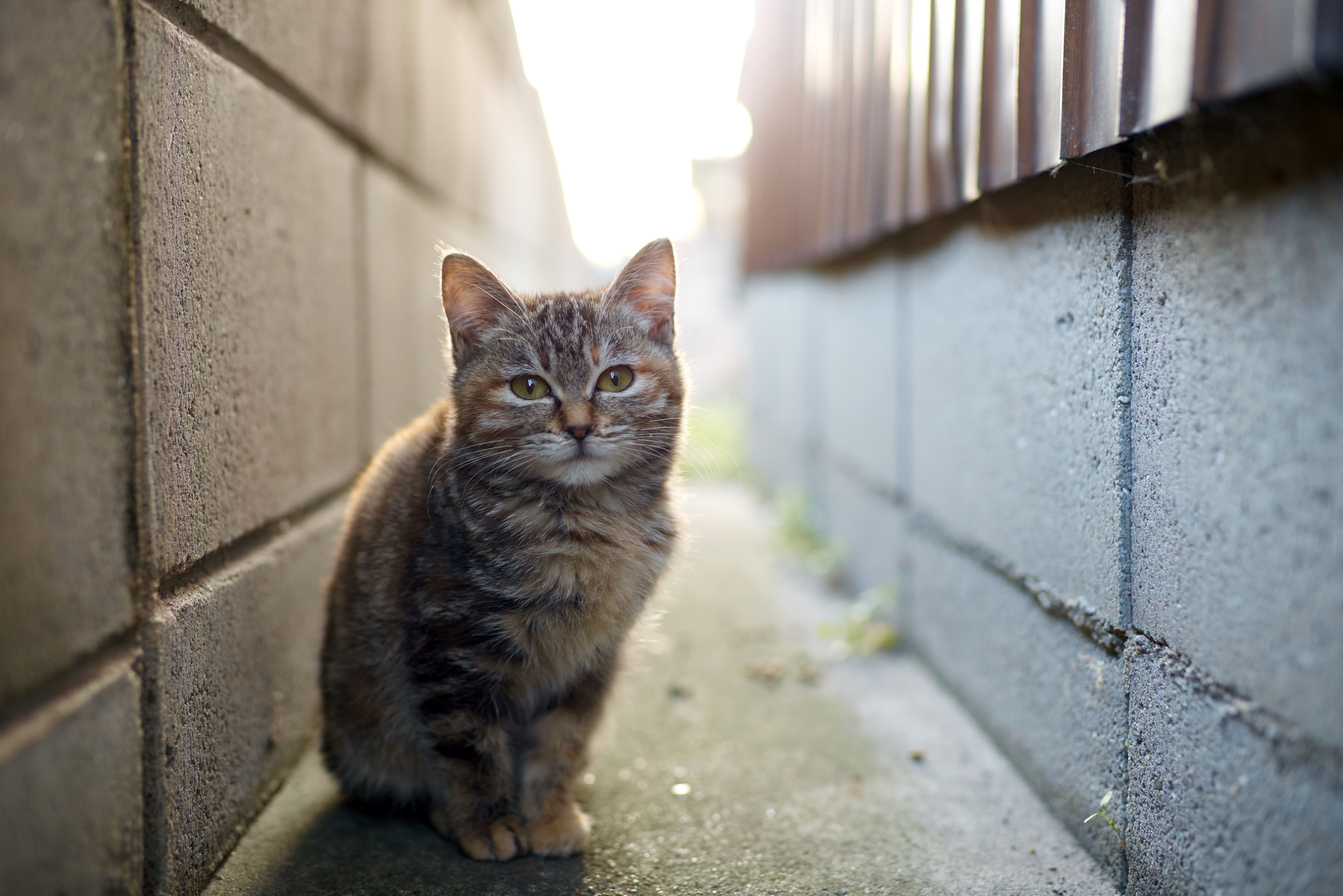 Котенок на улице что делать. Уличная кошка. Коты на улице. Серый уличный кот. Бездомный кот.