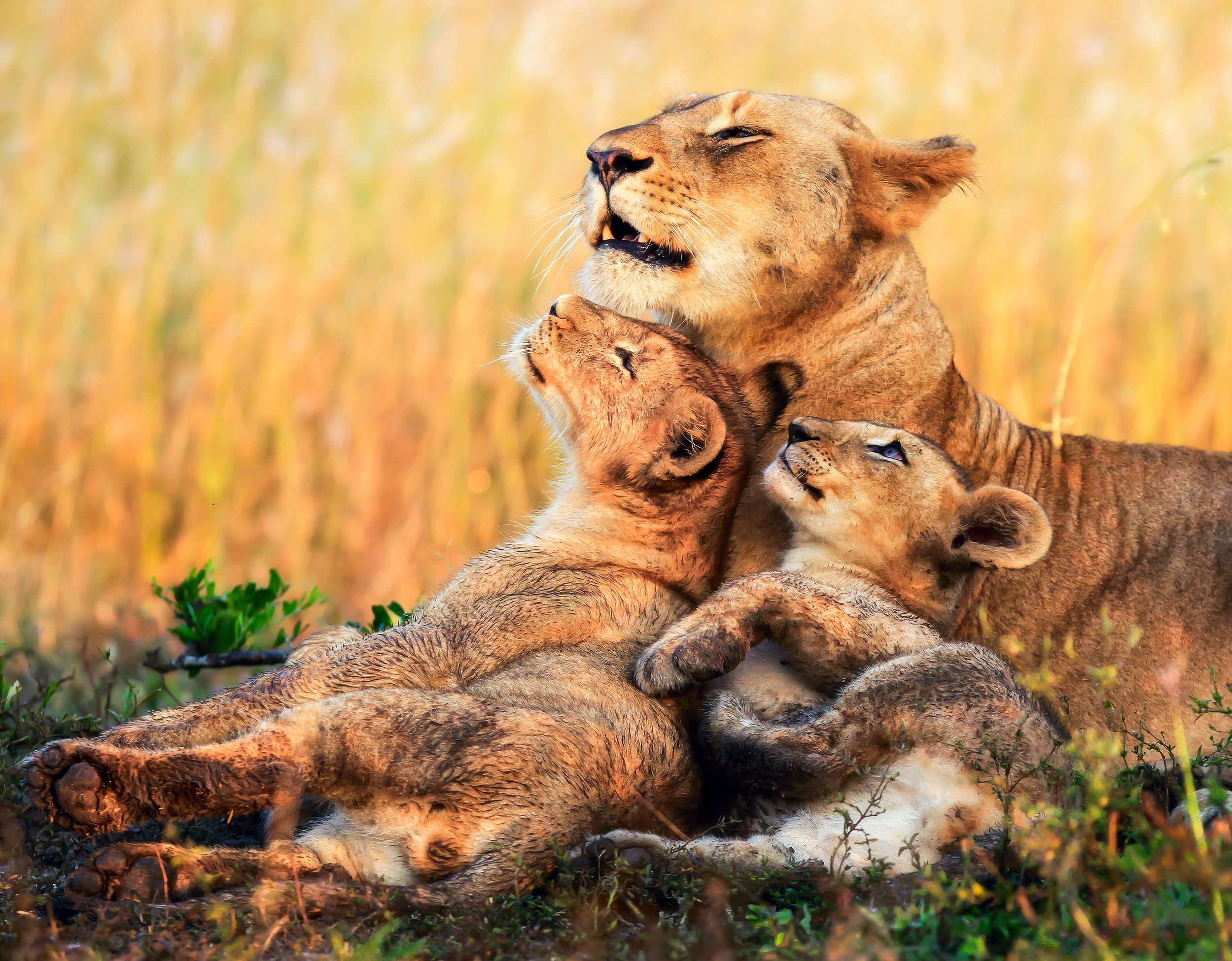 Фото животных с детенышами мамина любовь