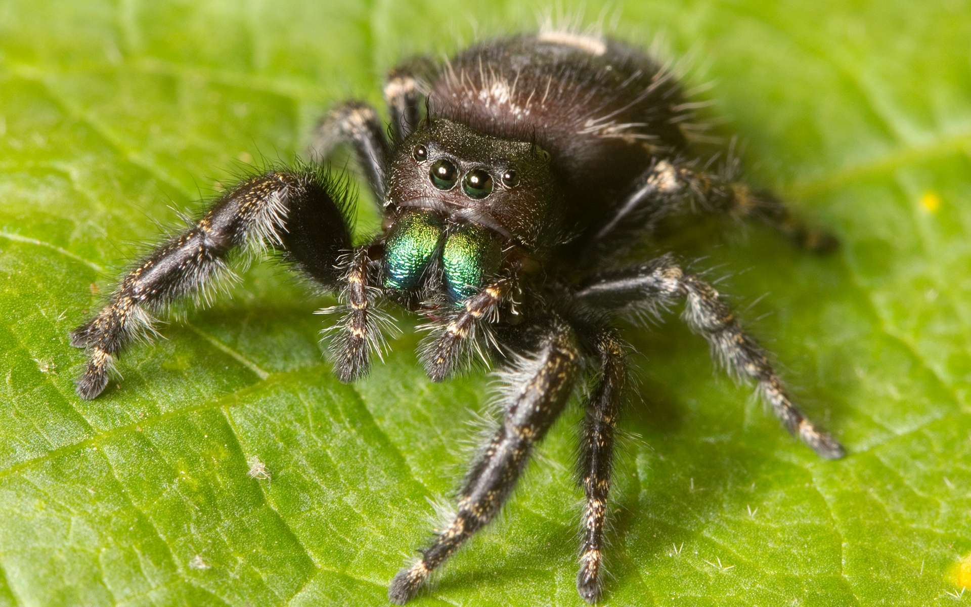 spider, animal, jumping spider, spiders Full HD