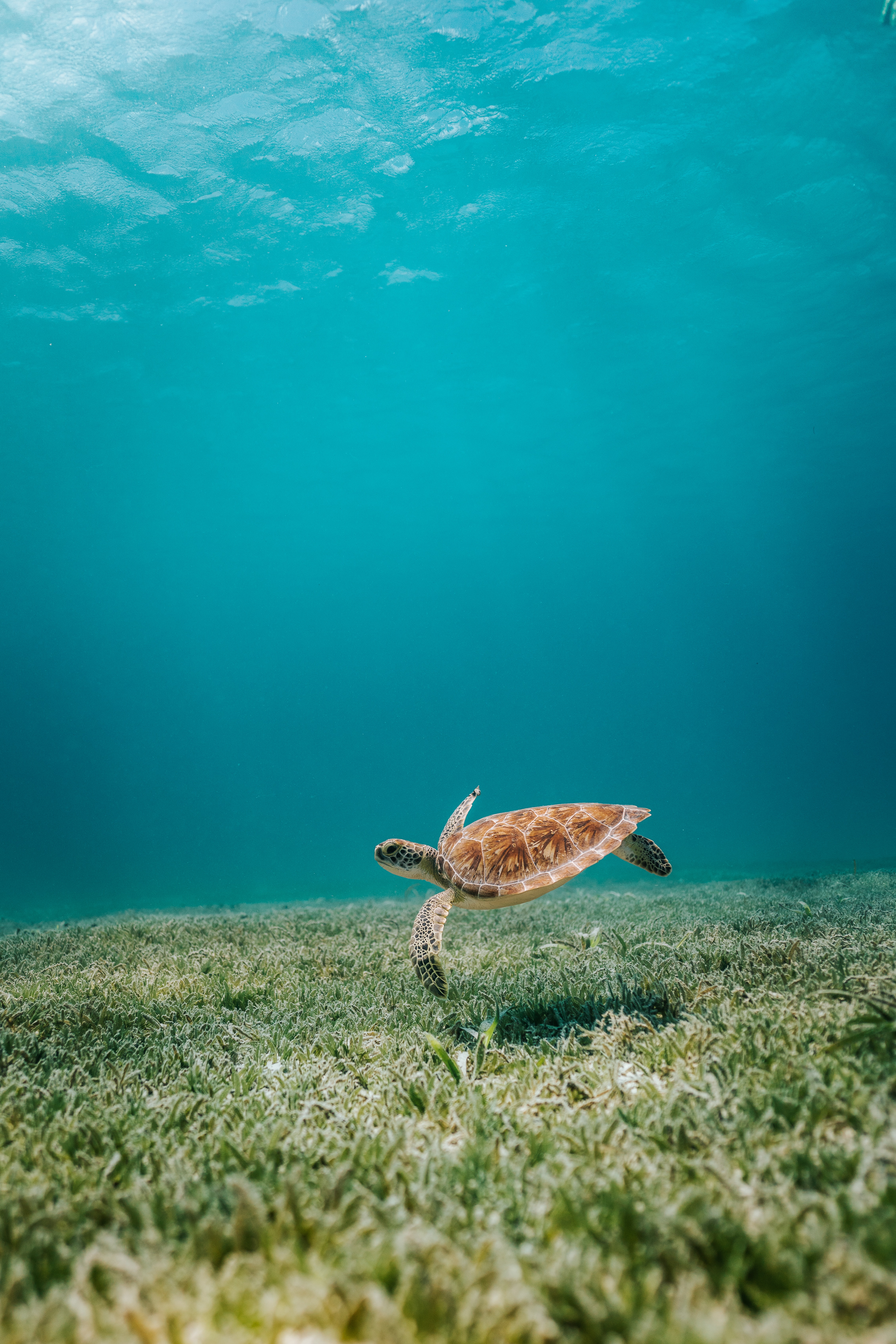 turtle, sea, animals, water, seaweed, algae, bottom 4K