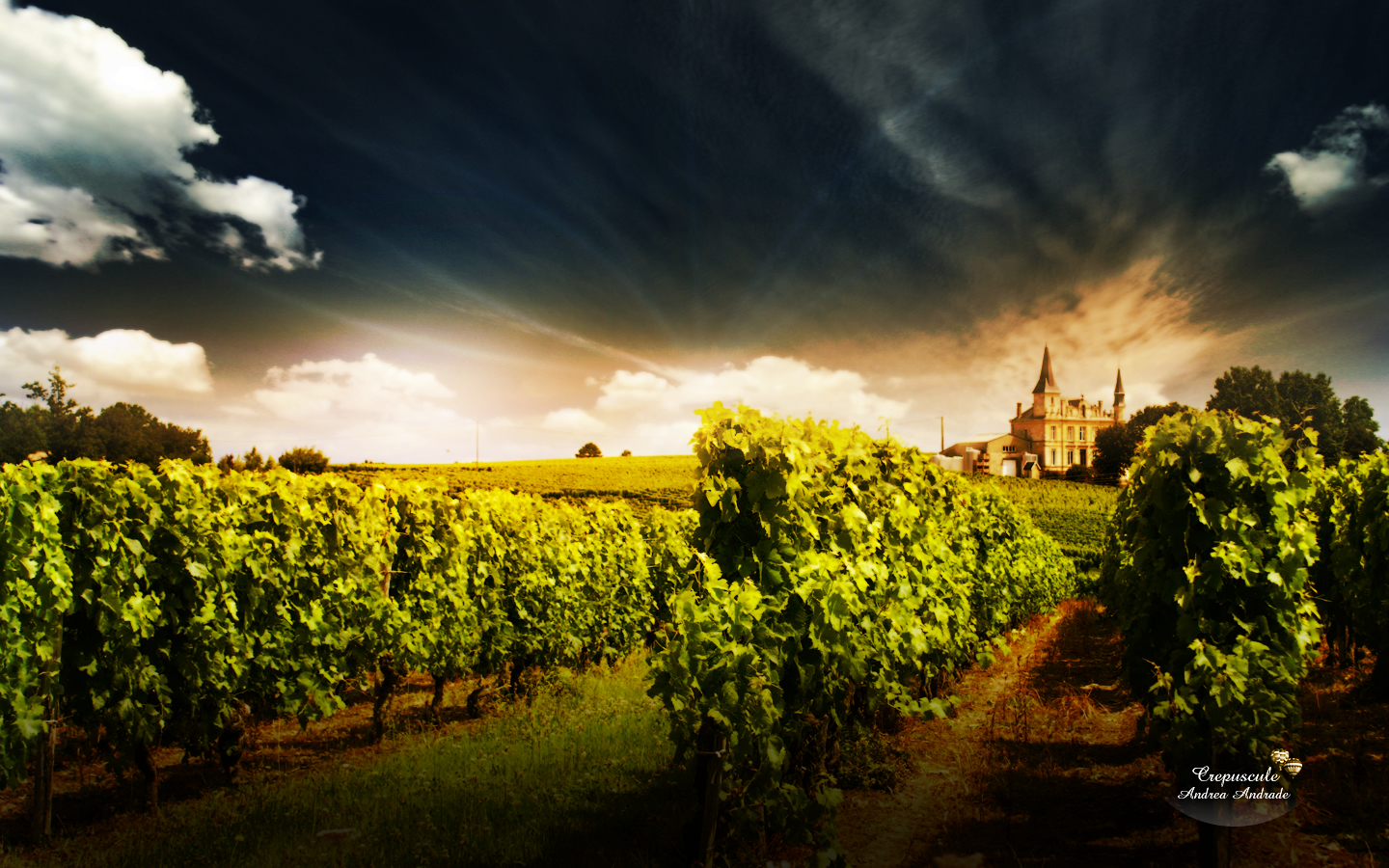  Vineyard HQ Background Wallpapers
