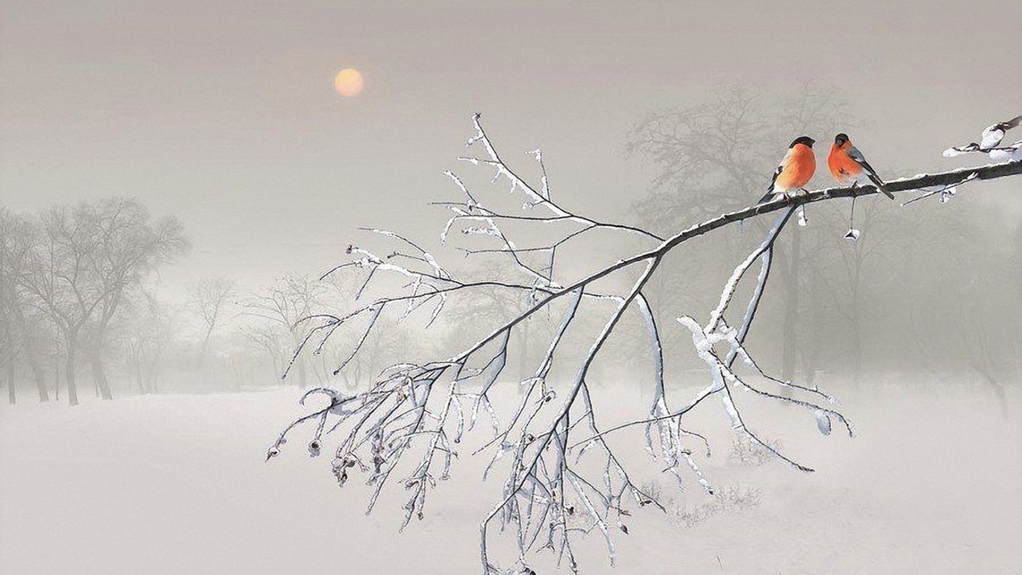 Январский утренний порой по снегу скрип веселый. Ветки в снегу. Зимняя ветка. Птицы на заснеженных ветках.