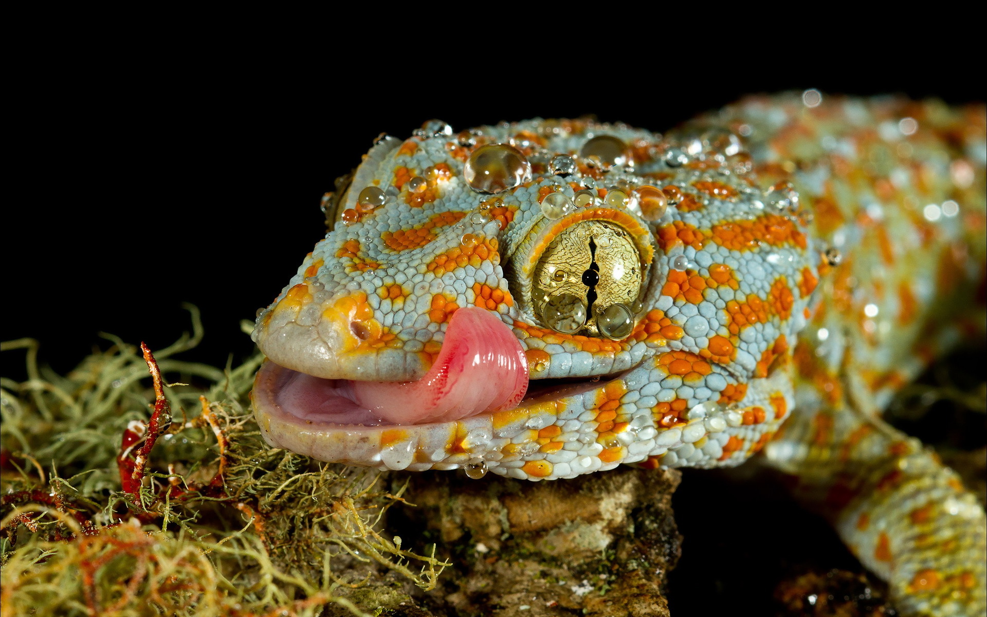 vertical wallpaper gecko, animal, lizard, reptiles