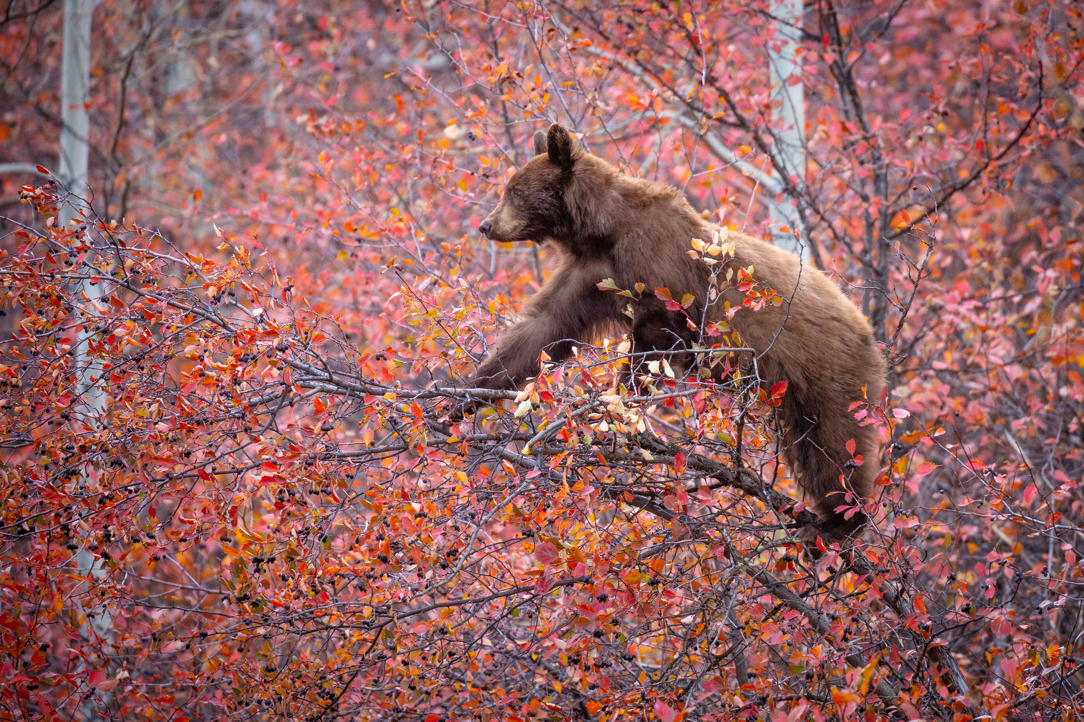 Бурый медведь на дереве