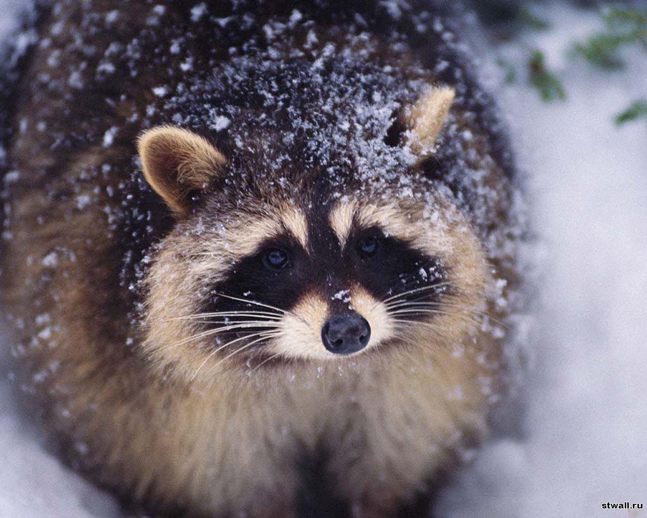 Download mobile wallpaper Raccoons, Animals for free.