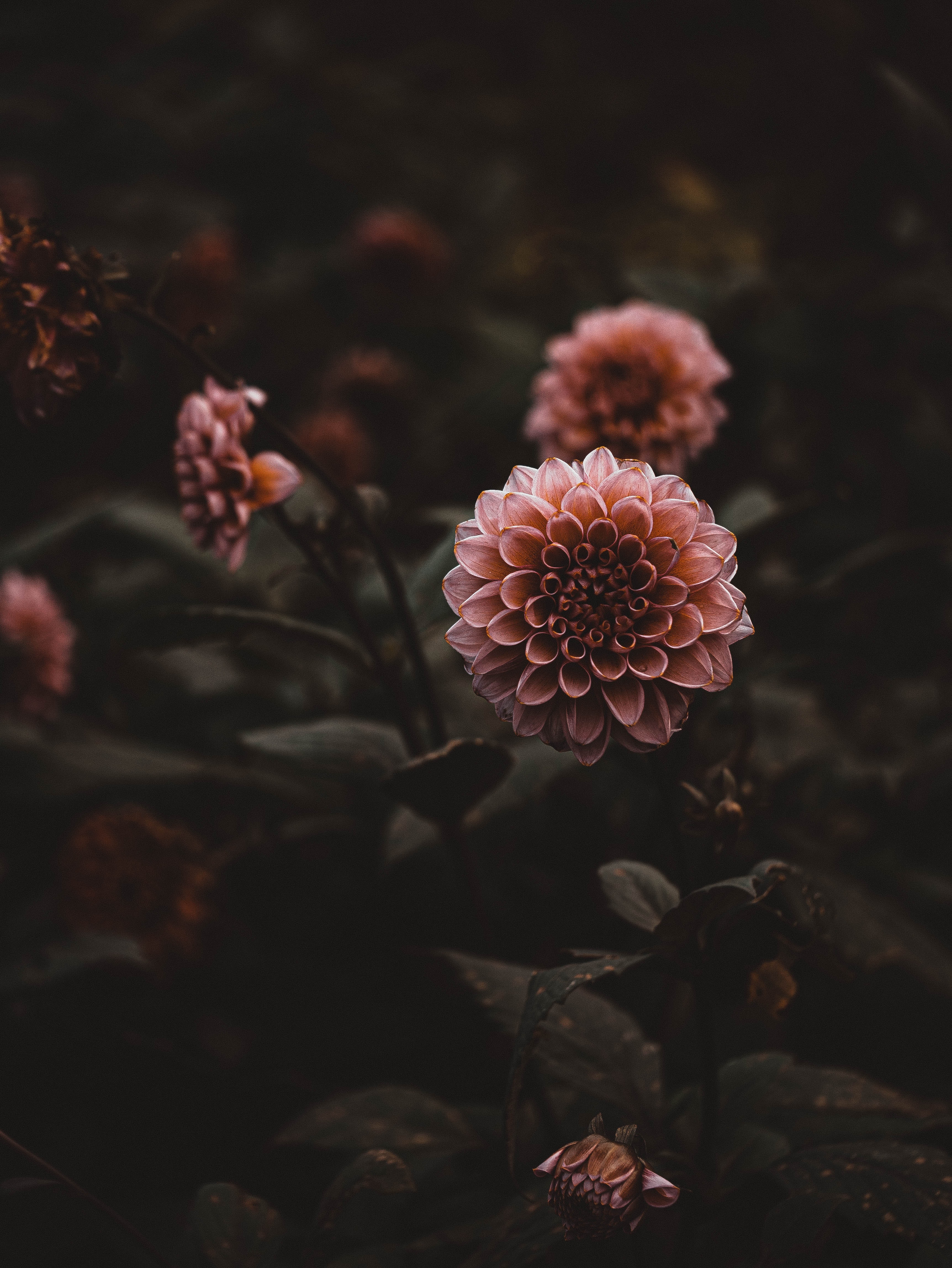 Laden Sie das Dahlien, Blumen, Rosa, Pflanze-Bild kostenlos auf Ihren PC-Desktop herunter