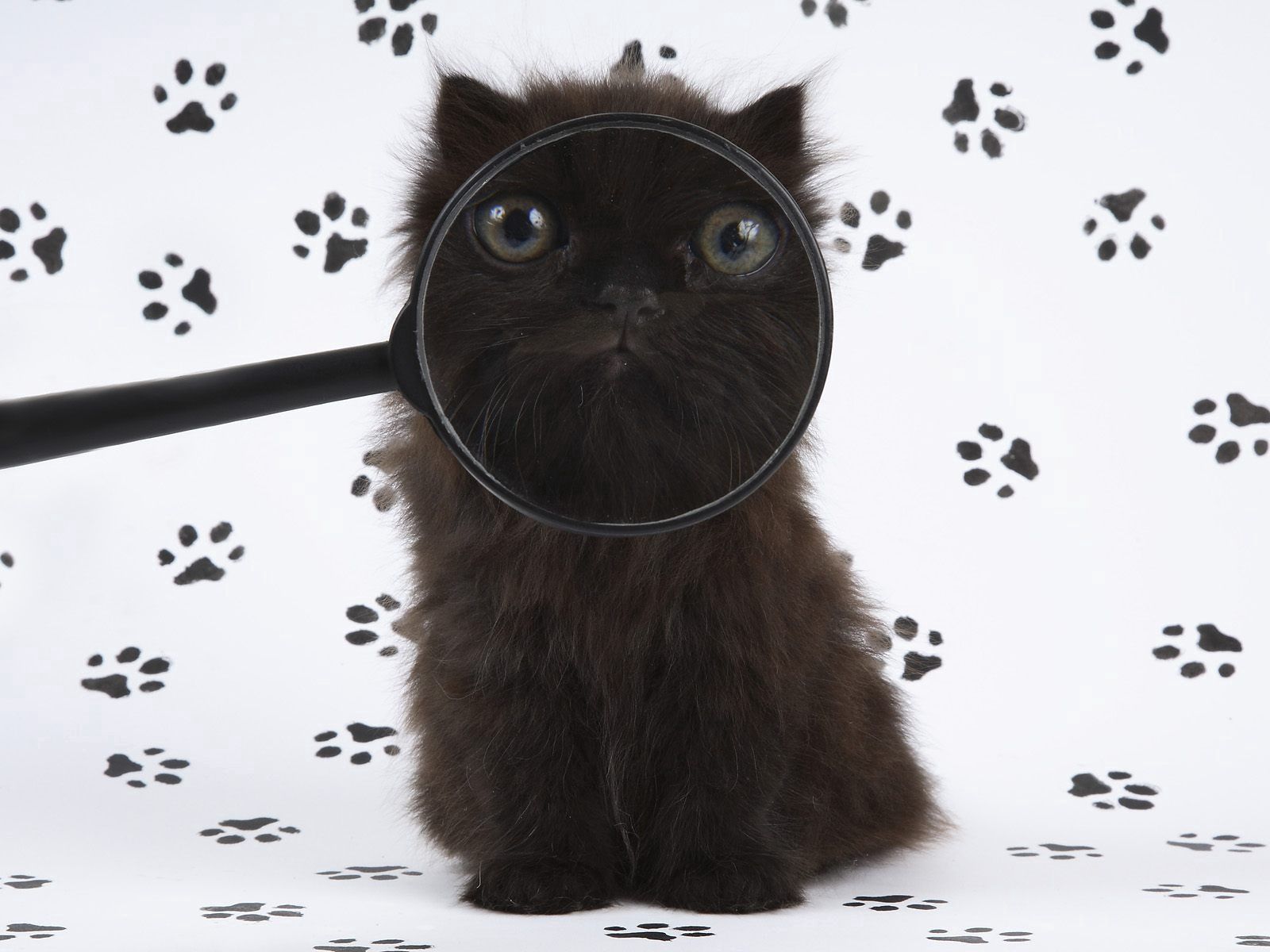 cat, animals, fluffy, muzzle, magnifier