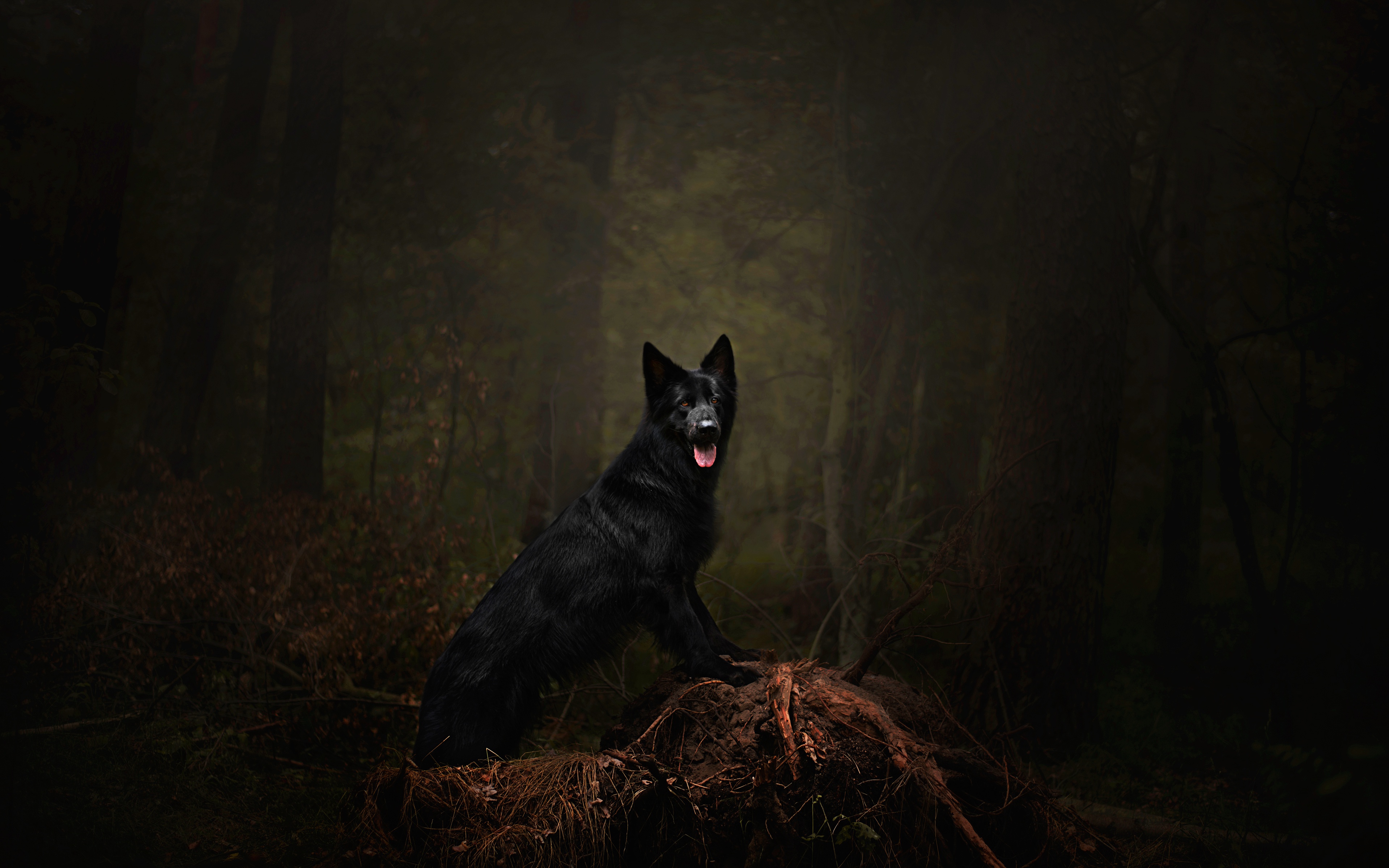 Чёрная немецкая овчарка в лесу