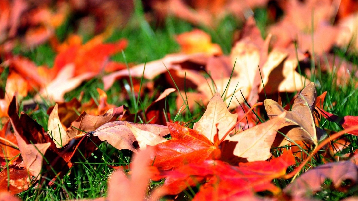 Вот и пришла разноцветная осень. Осень листья. Осенняя листва. Осенний листопад. Обои на рабочий стол осень.