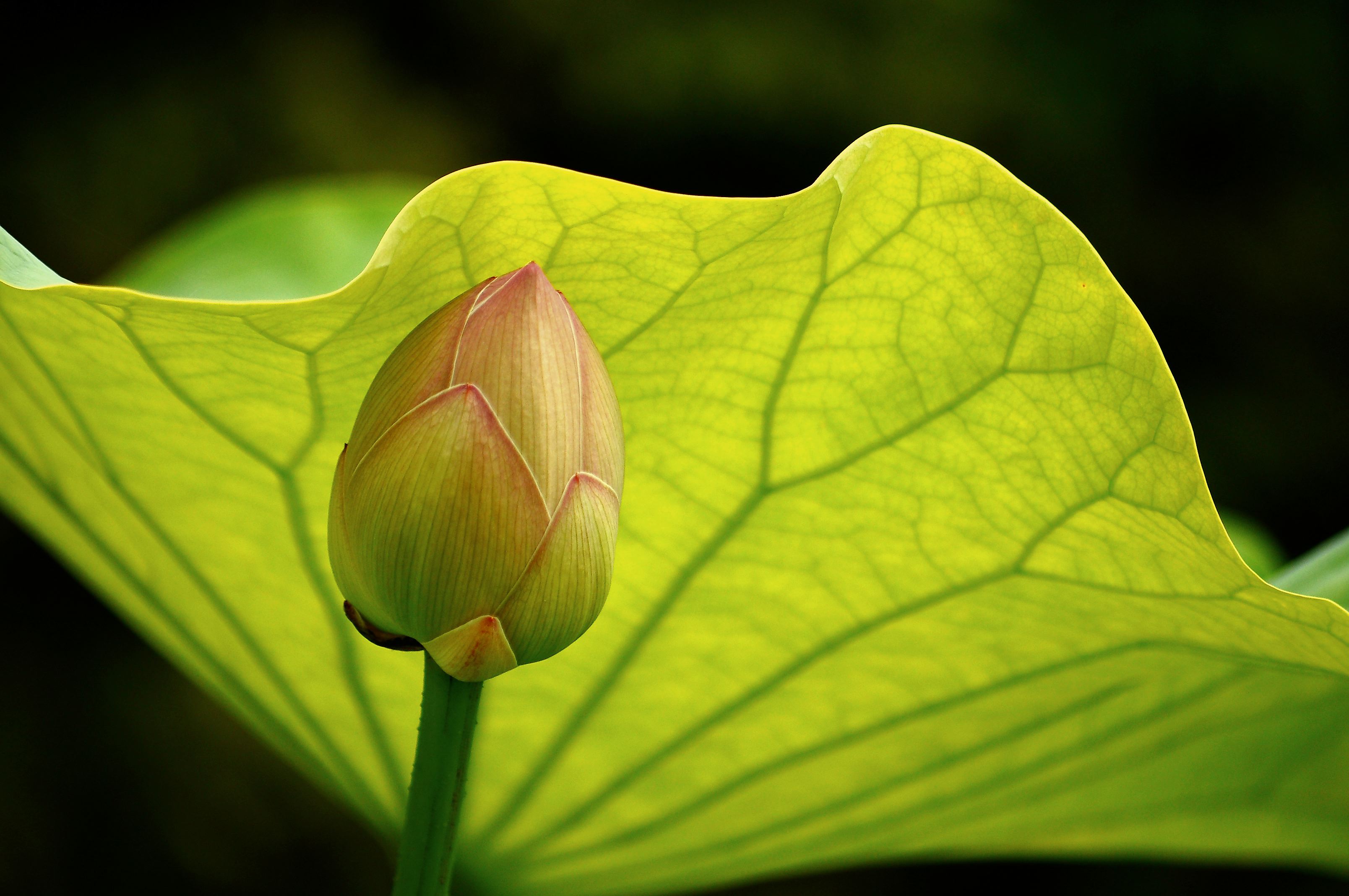 lotus, earth, flowers