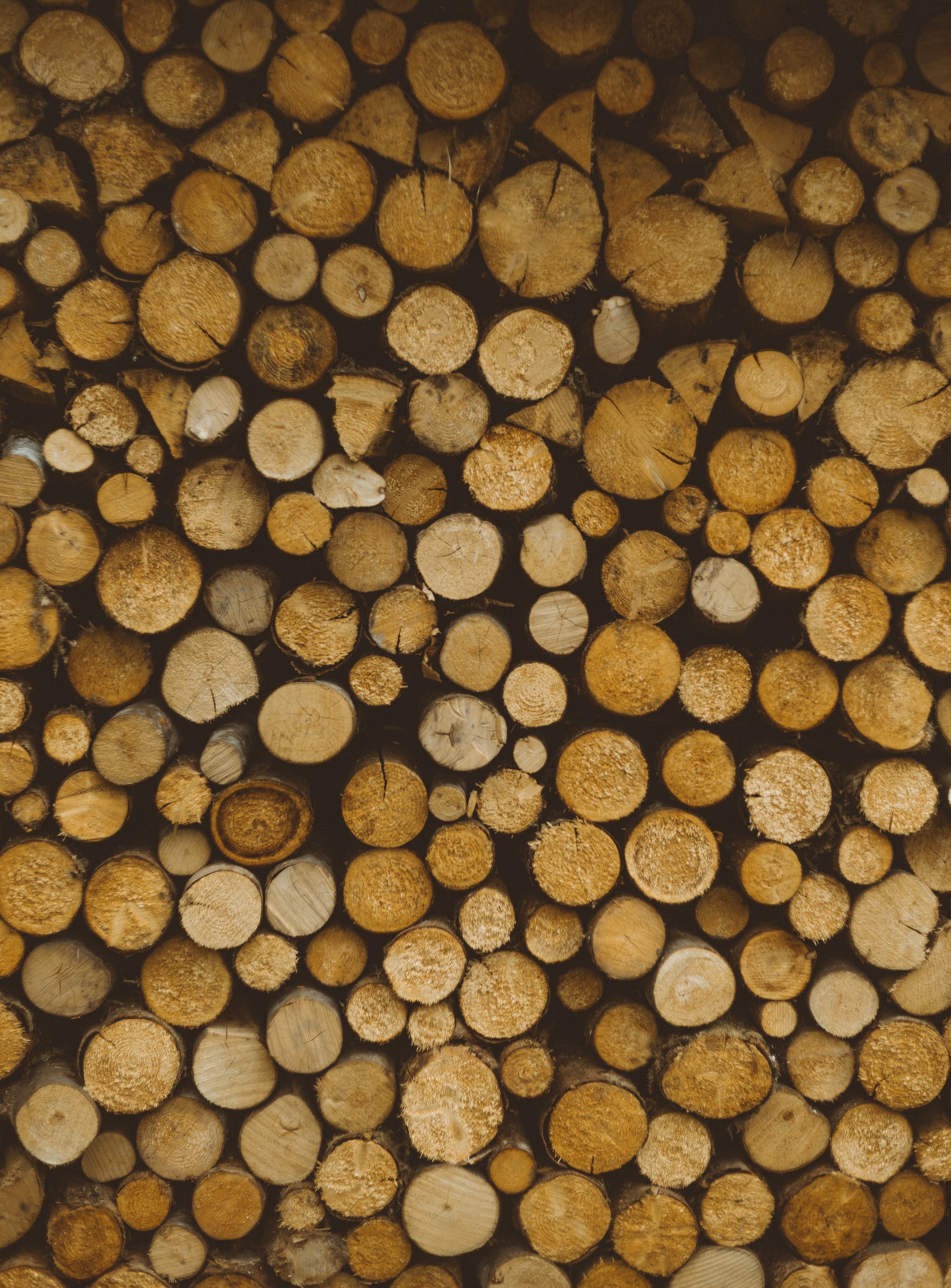 miscellanea, miscellaneous, wood, wooden, tree, slice, section, logs