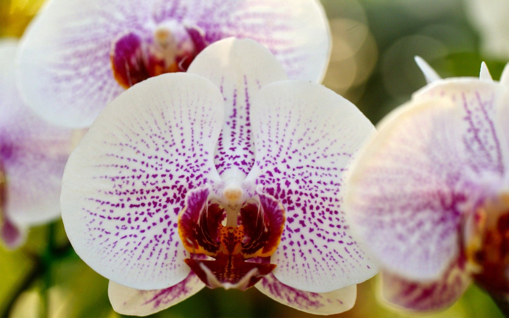 155268 скачать обои макро, ветка, орхидея, белая, фаленопсис, в крапинку - заставки и картинки бесплатно