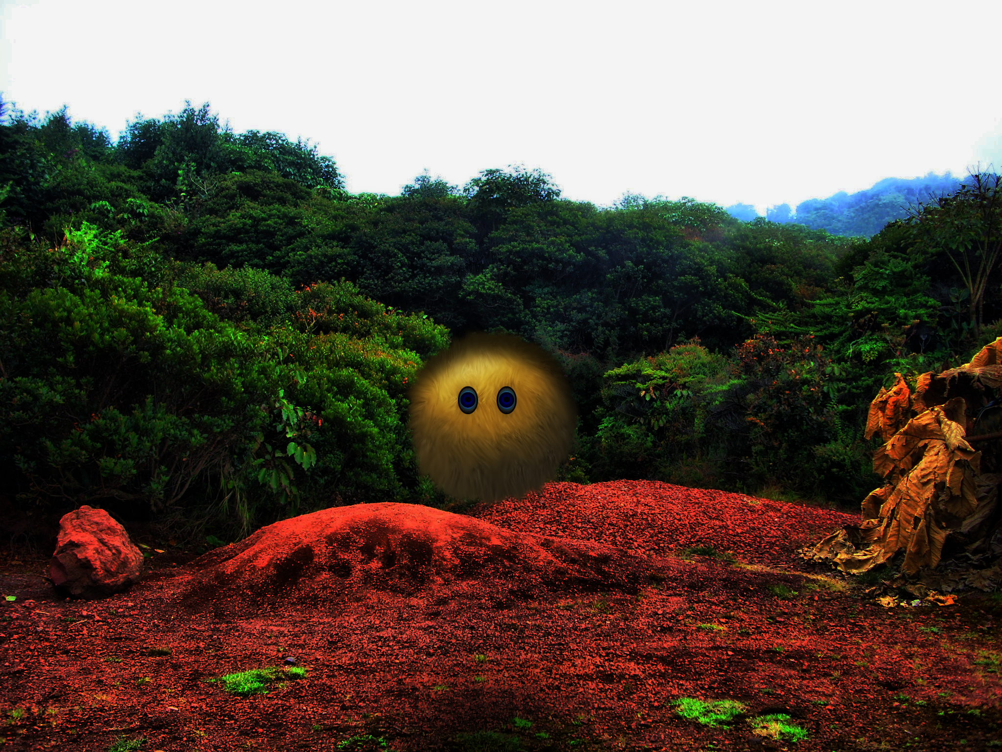 photography, manipulation, dirt, eye, forest, nature, tree