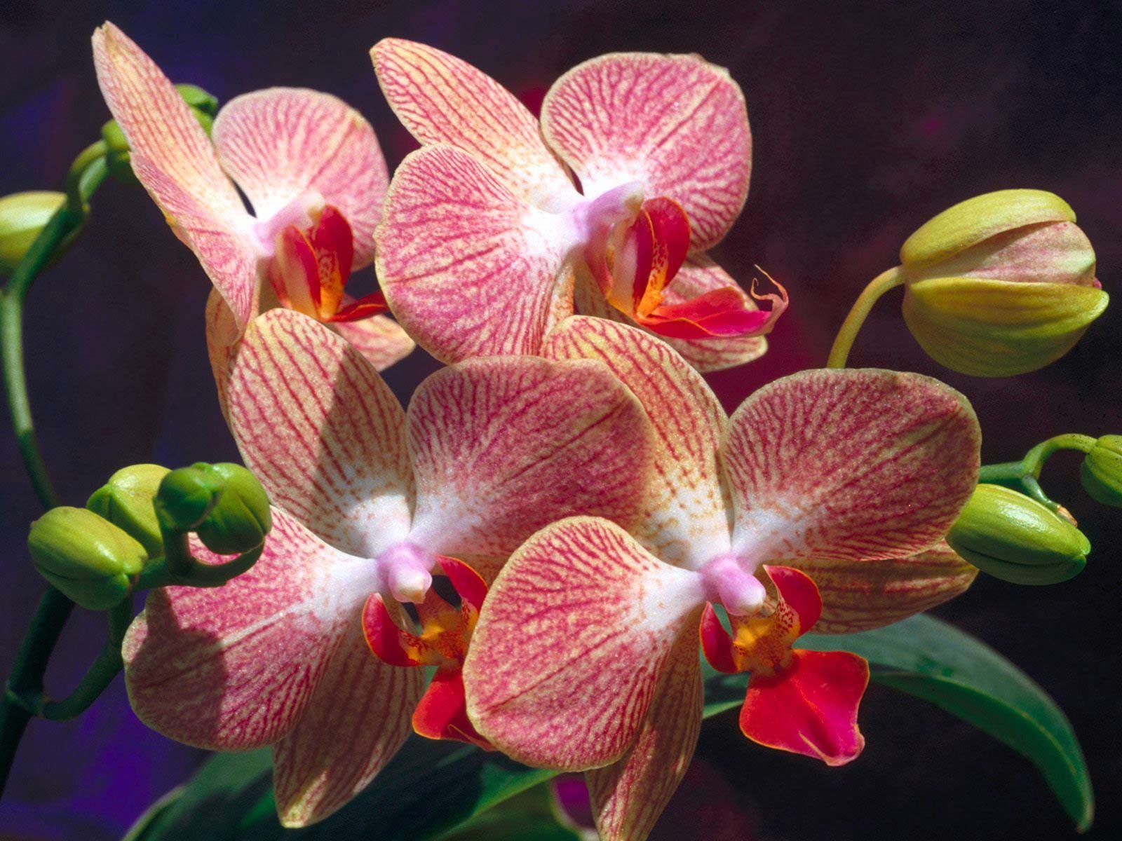 Panoramic Wallpapers Orchid 