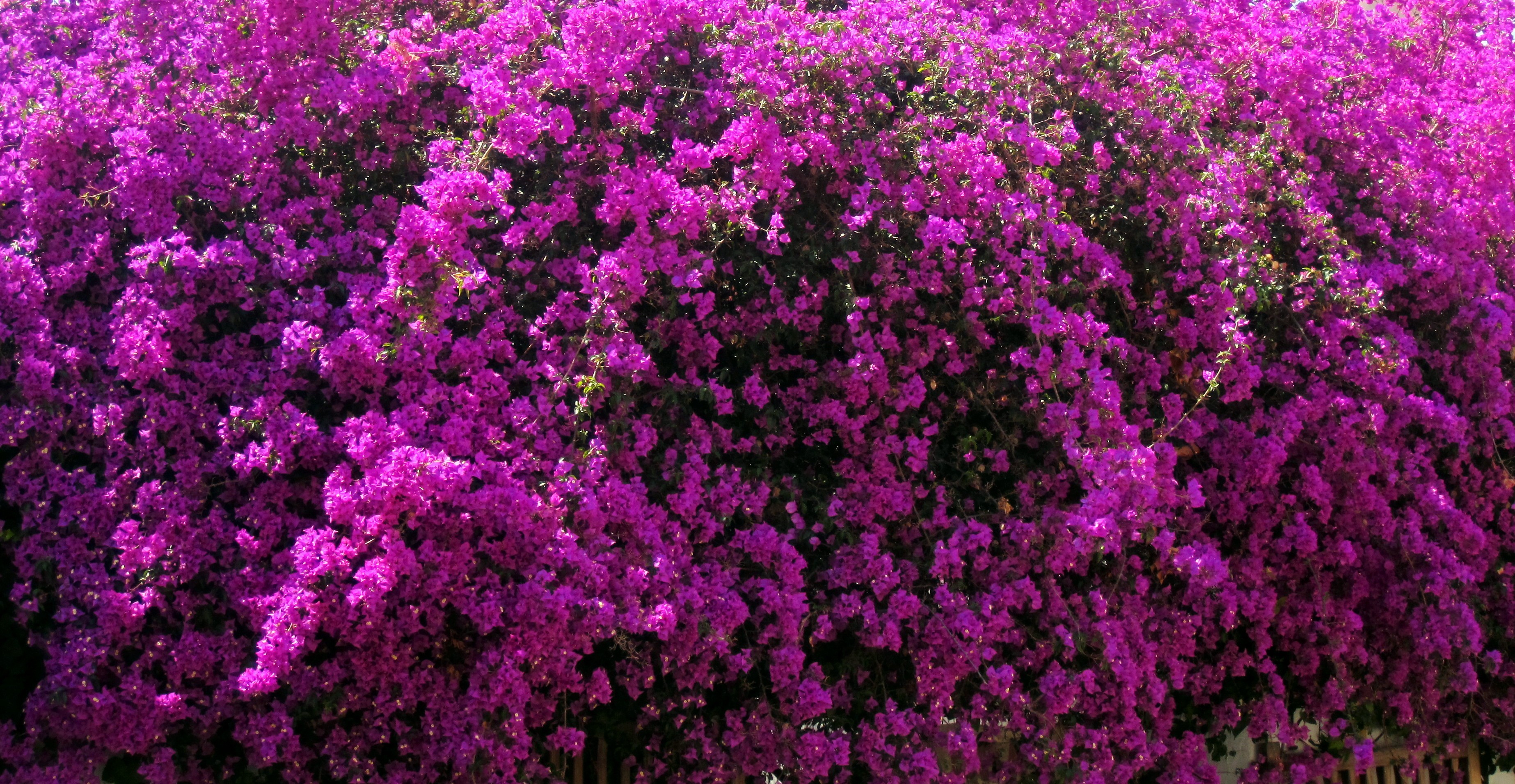 earth, bougainvillea, close up, flower, pink flower, flowers wallpapers for tablet