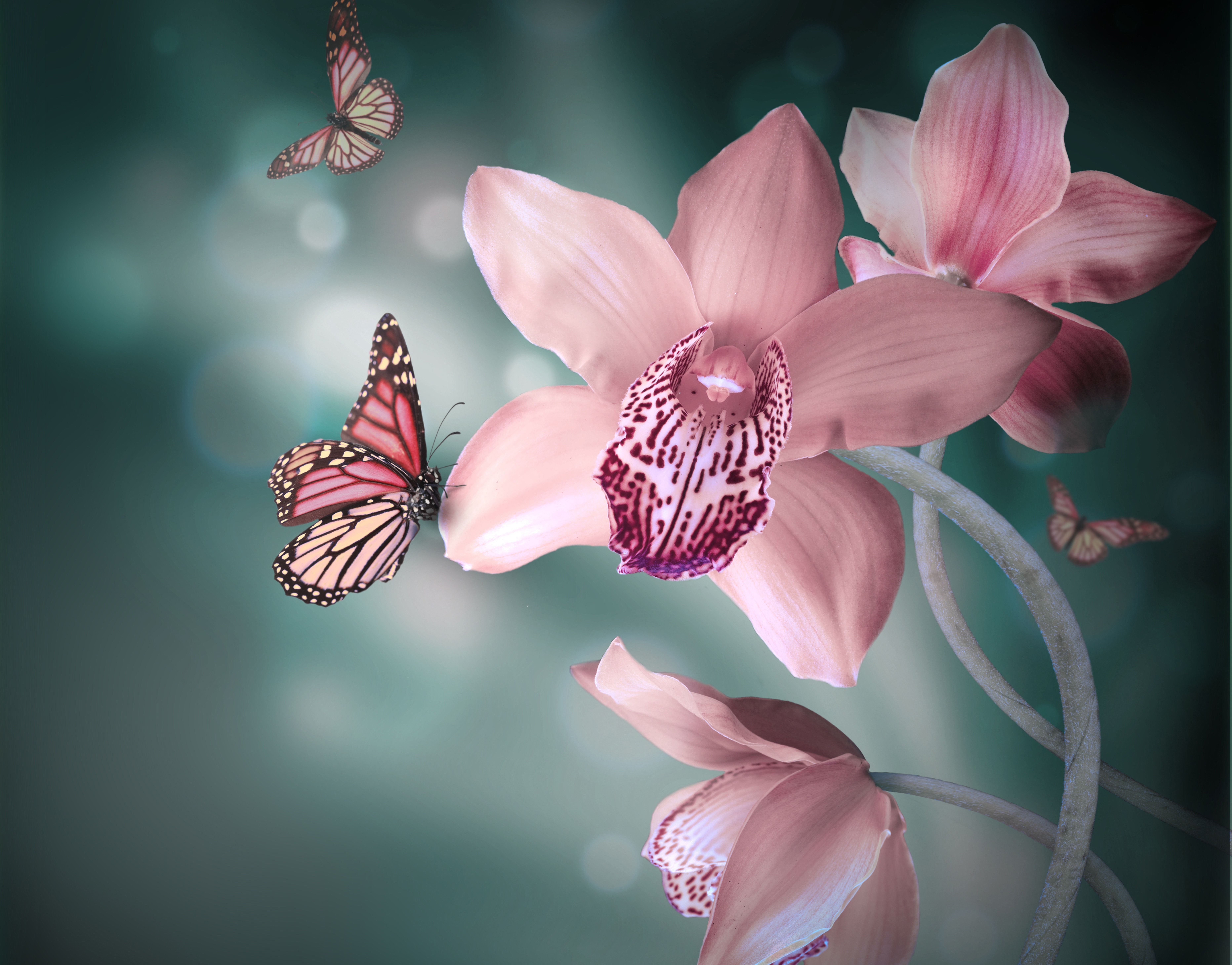 orchid, earth, flowers