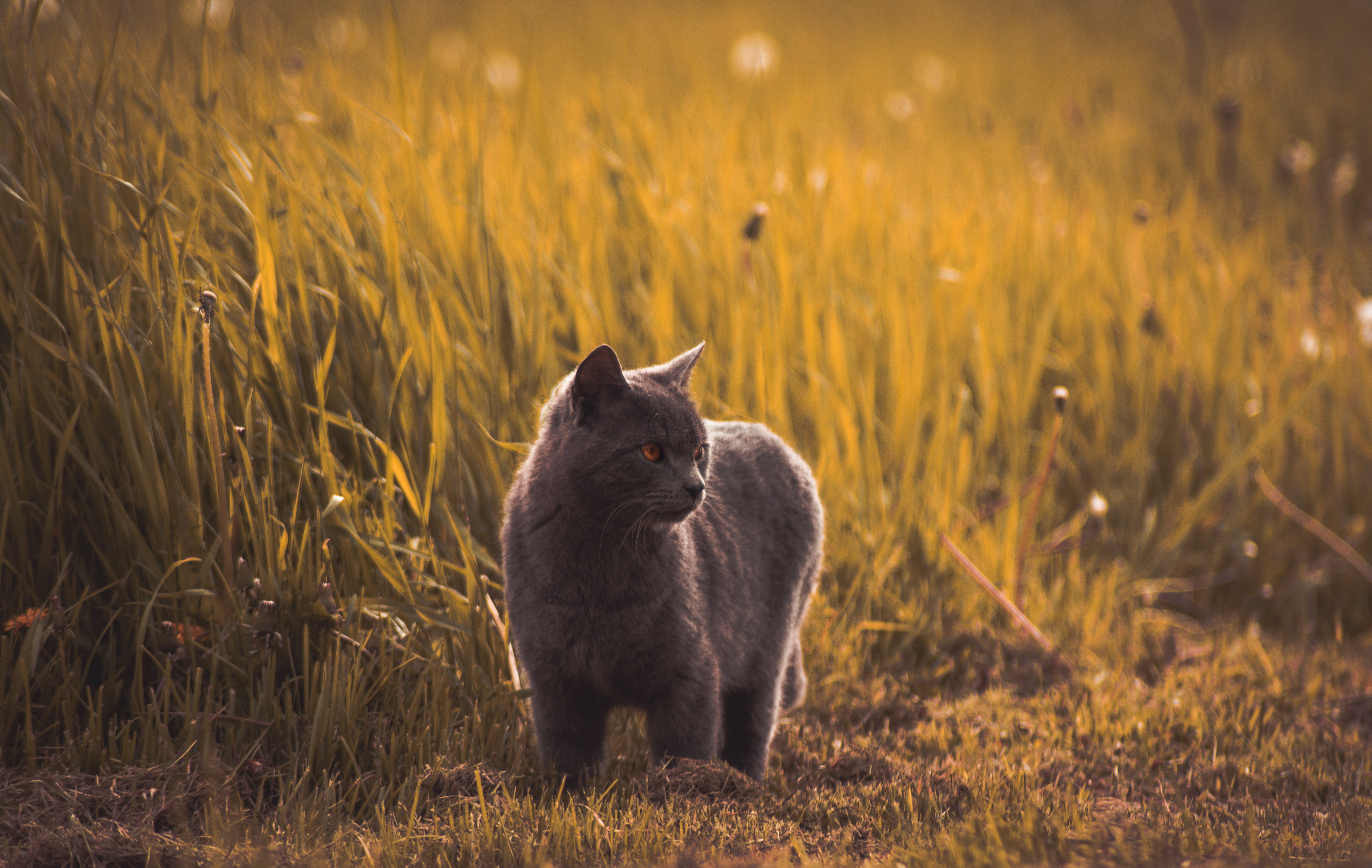 Download mobile wallpaper Russian Blue, Pet, Animals, Cat, Grey, Grass for free.