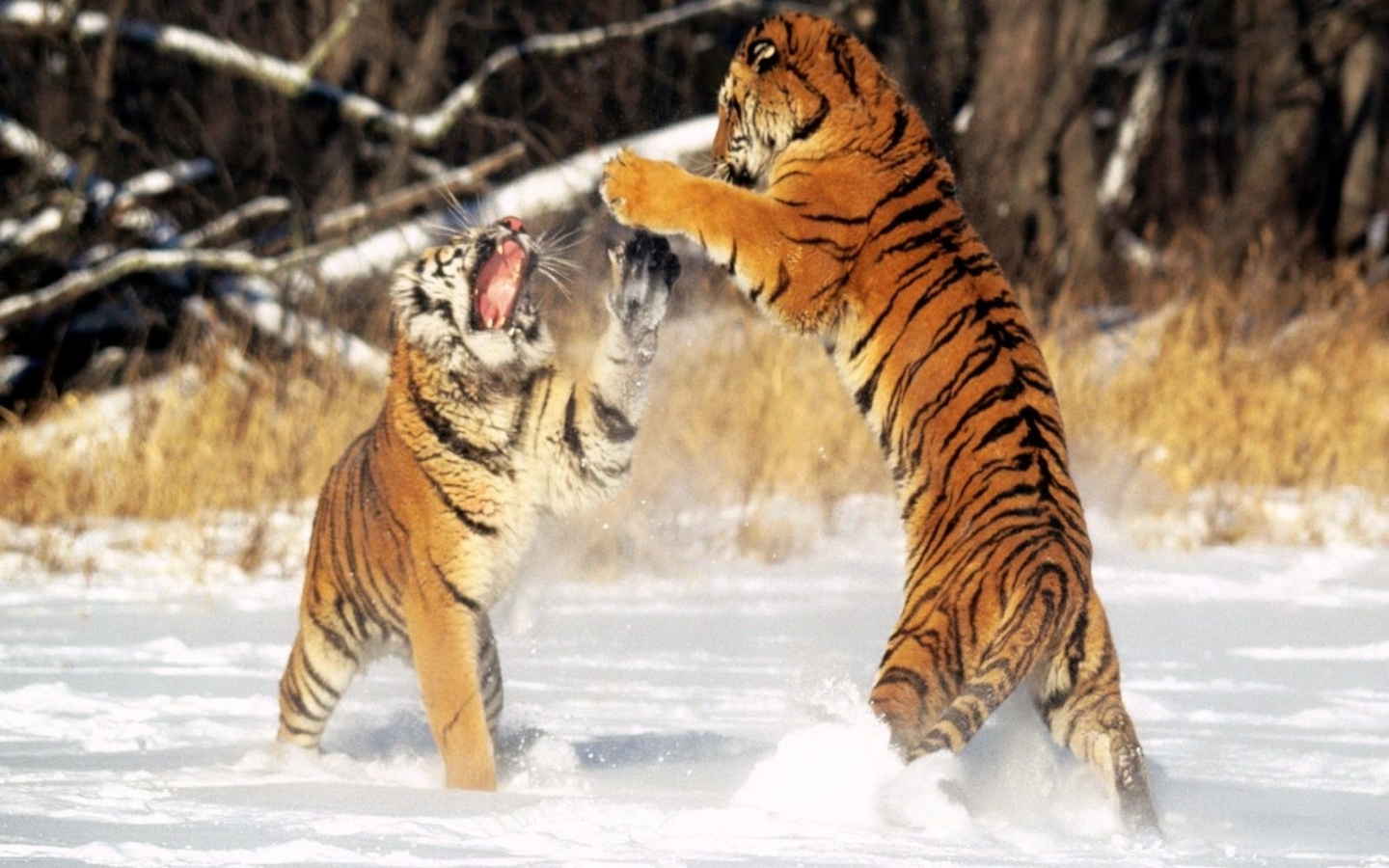Скачать картинку Животные, Тигры в телефон бесплатно.