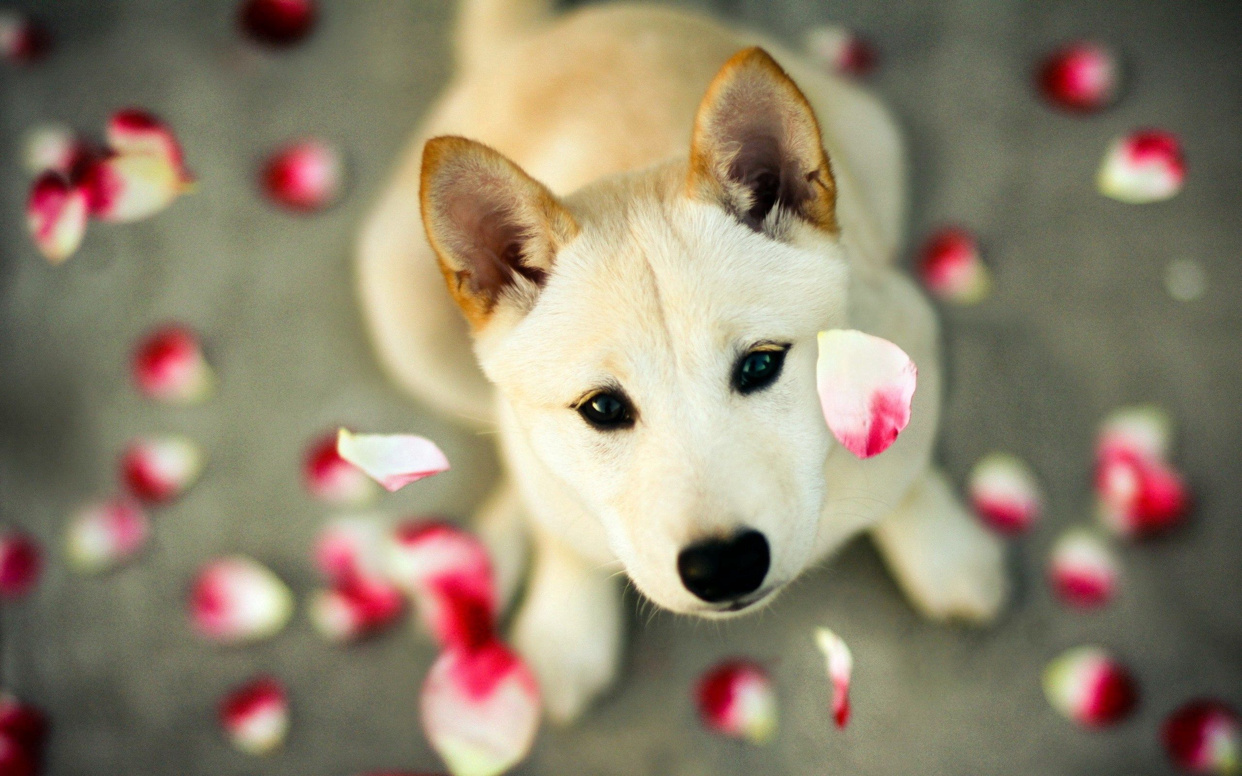 Free download wallpaper Animals, Petals, Dog, Muzzle, Sight, Opinion on your PC desktop