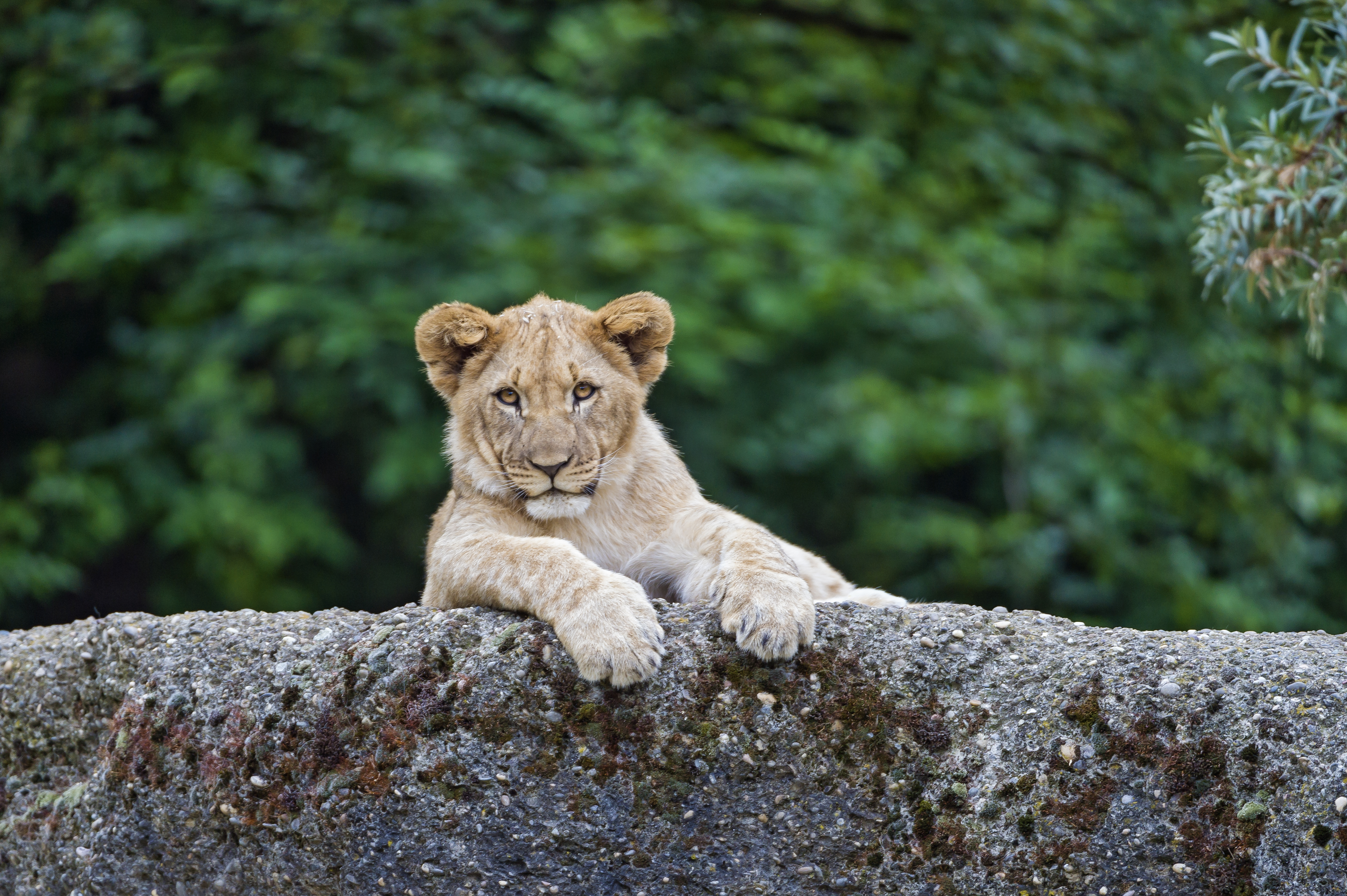 Lion cub. Львята. Обои на рабочий стол Львенок. Маленький Лев. Львенок Лео.