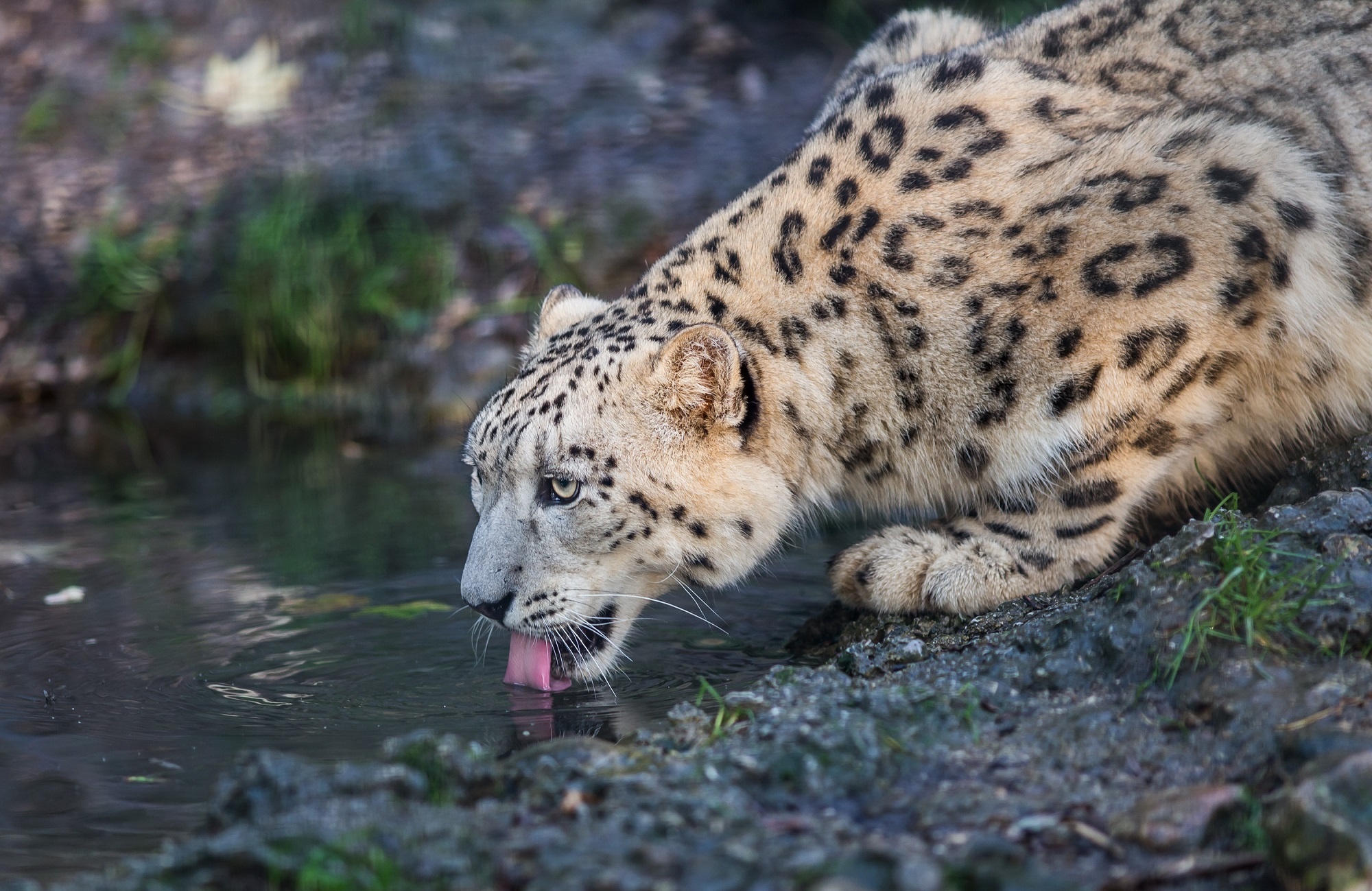 106584 télécharger l'image snow leopard, animaux, léopard, prédateur, chat sauvage, irbis - fonds d'écran et économiseurs d'écran gratuits