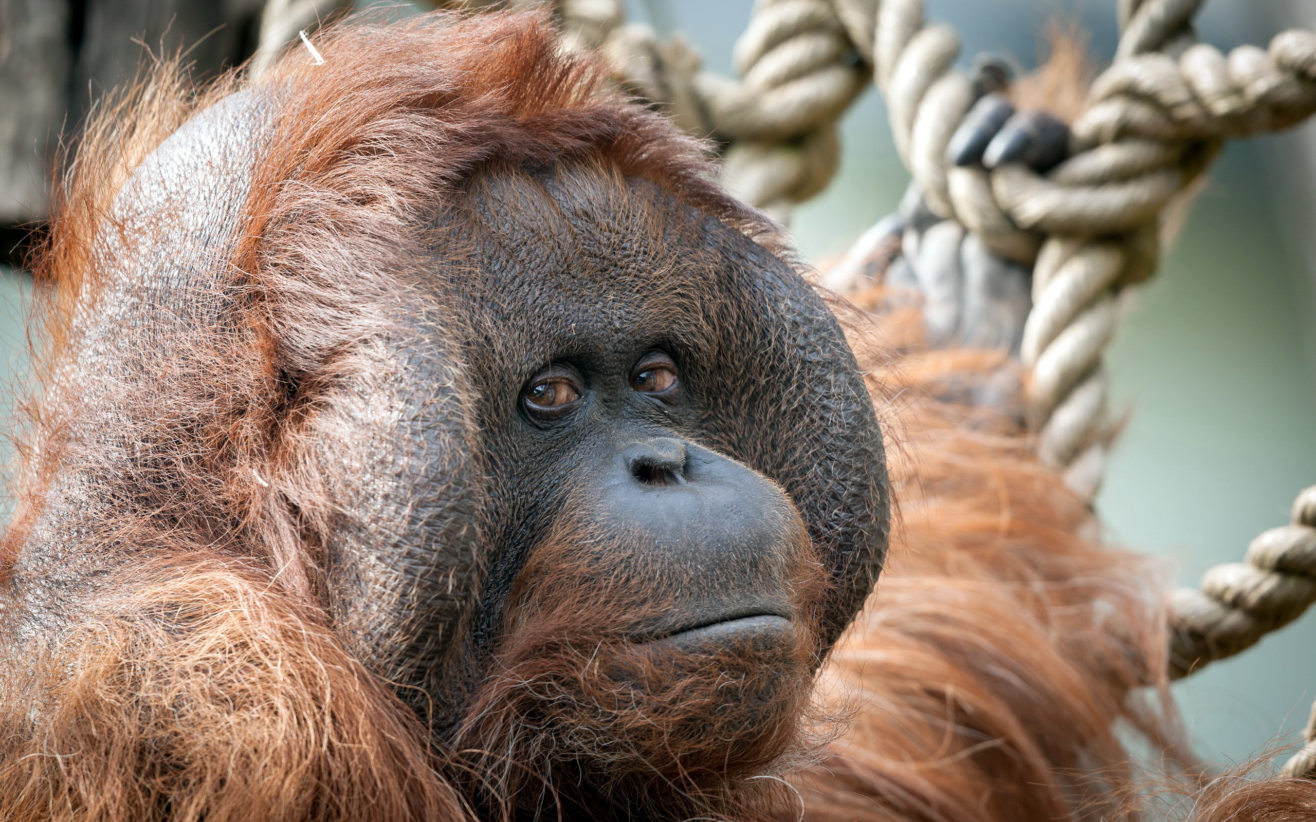 347593 Protetores de tela e papéis de parede Orangotango em seu telefone. Baixe  fotos gratuitamente