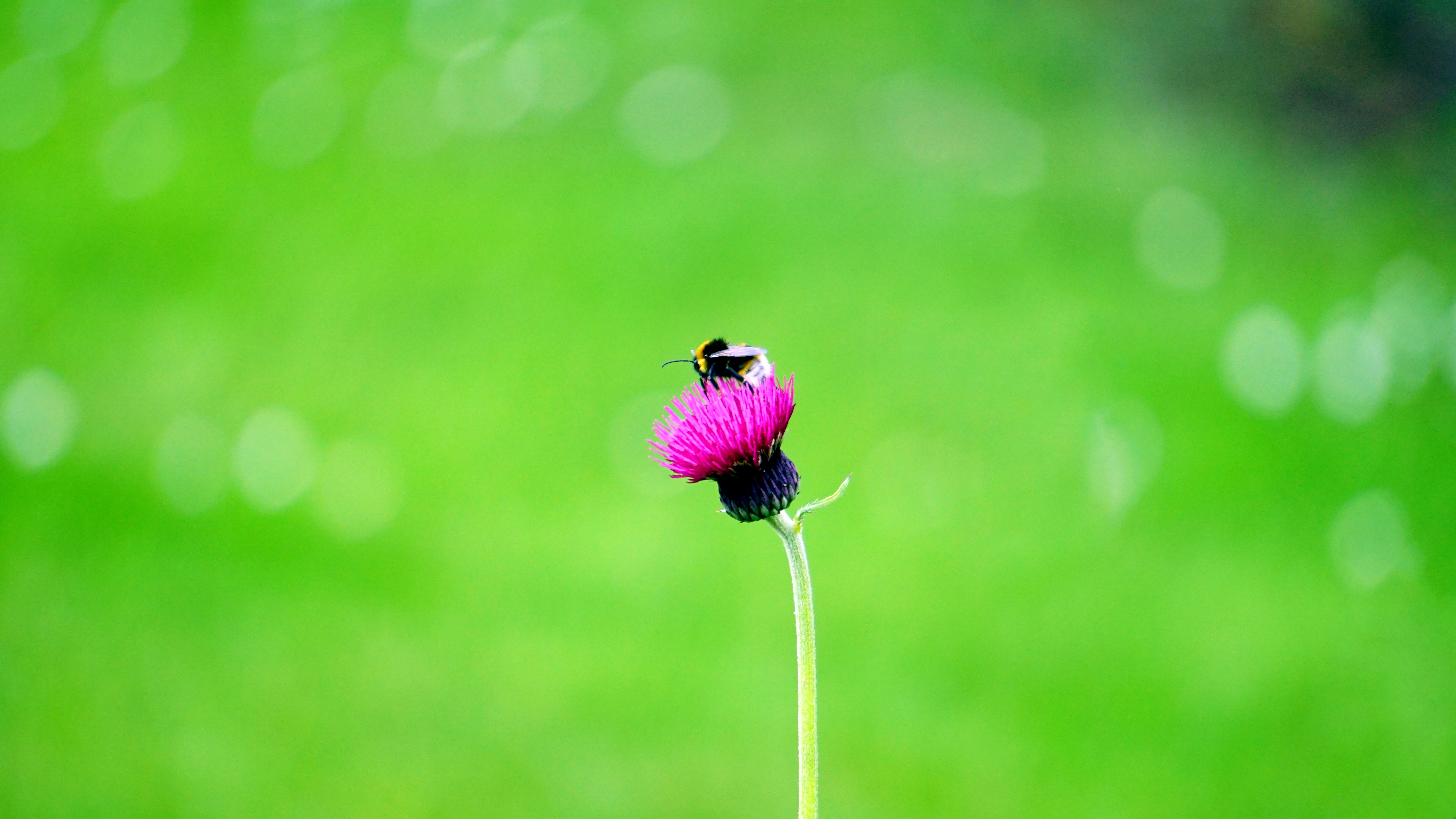 macro, bud, flower, bee