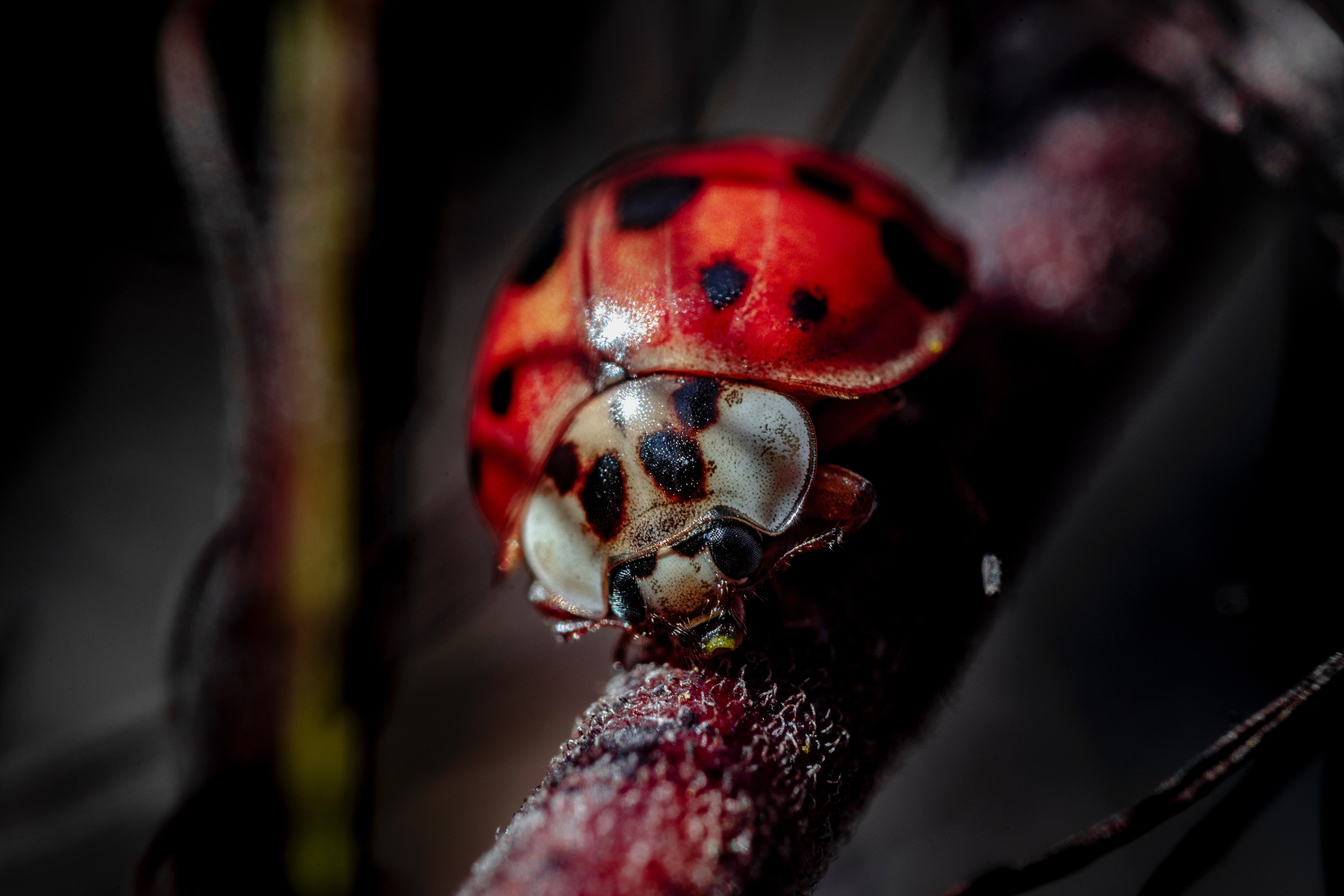 Mobile wallpaper ladybug, macro, blur, smooth, insect, ladybird